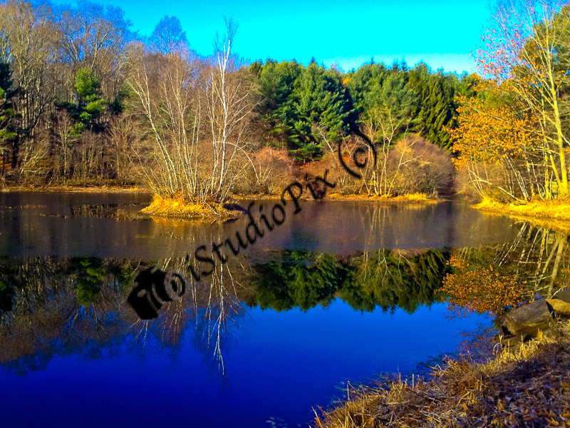Bart's pond