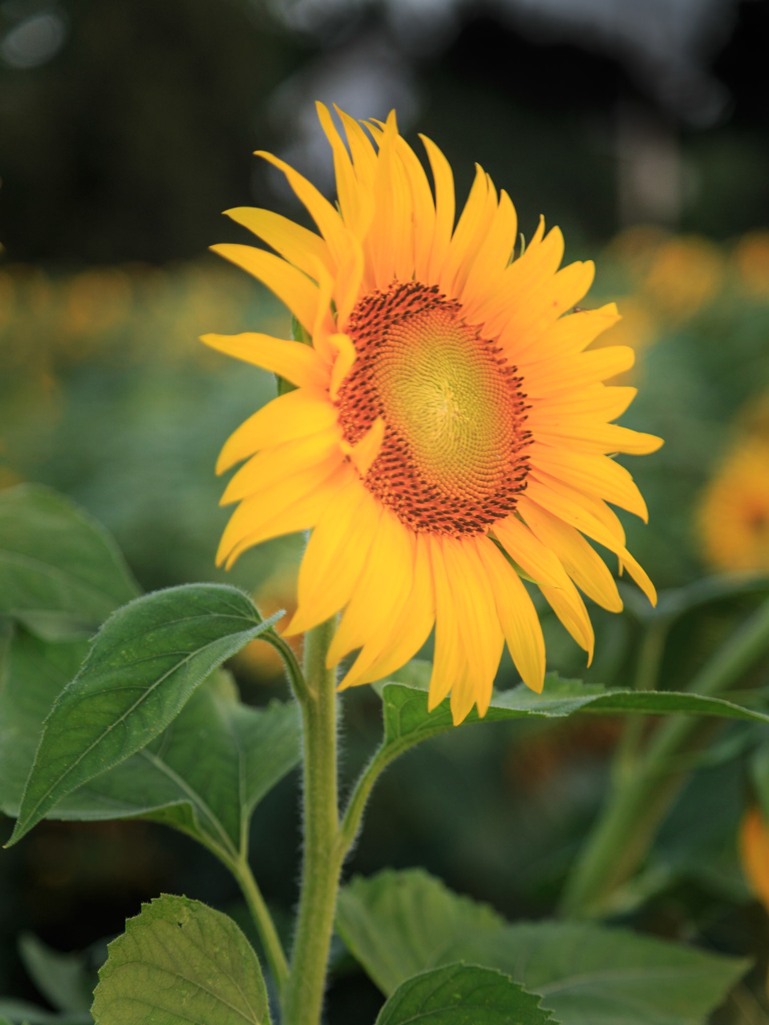 A lone sunflower above the crowded field looks for the sunrise