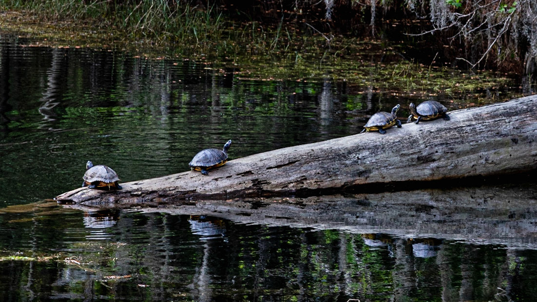 Turtle Talk