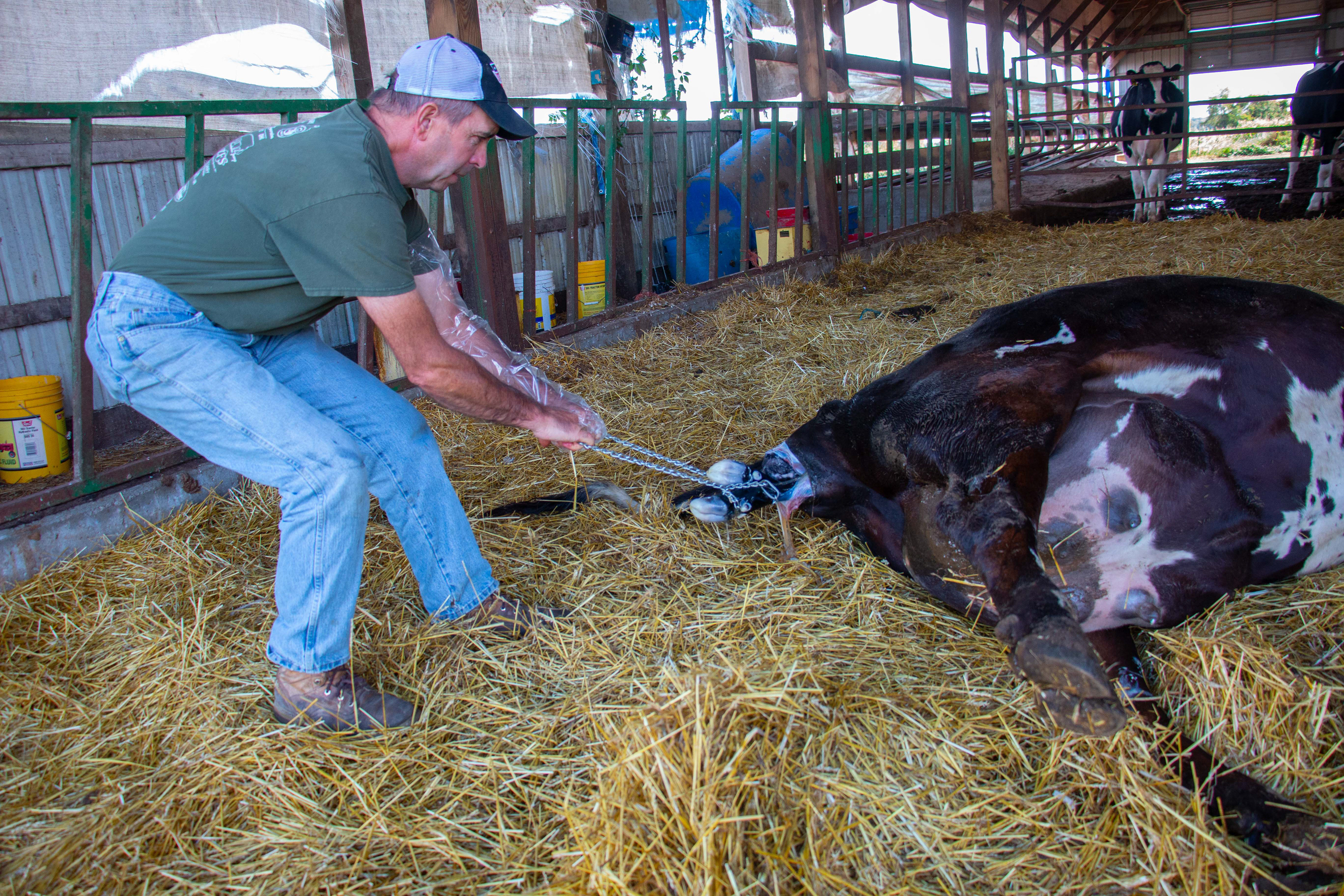 Jerry Neyer is helping a heifer give birth by putting the chains around the calf’s front hooves and pulling the calf out on Neyer Farms, Mt. Pleasant, Michigan on September 7, 2020. “I assist with helping the birth to alleviate some of the pain the mother is going through, and the chains do not hurt the mother or baby, I use it to help with my grip,” explained Jerry.
