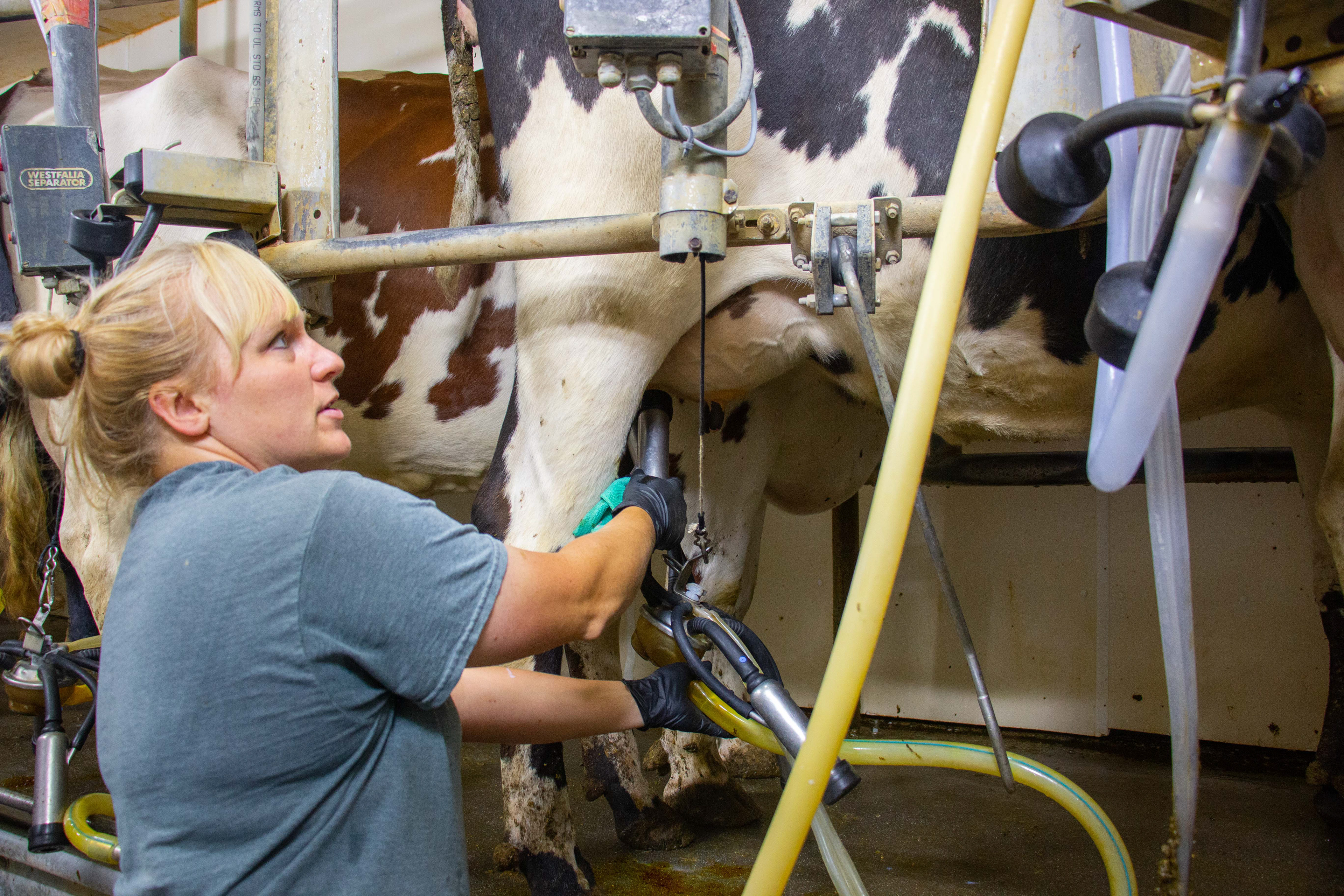 Rachel Struble main job is to milk the 90 heifers in the morning at 7;30 am every day on Neyer Farms located in Mt. Pleasant, Michigan on September 9, 2020. Rachel is not related to the Neyer’s but she has worked on this farm for 15 years, and feels like she is now a part of the family.
