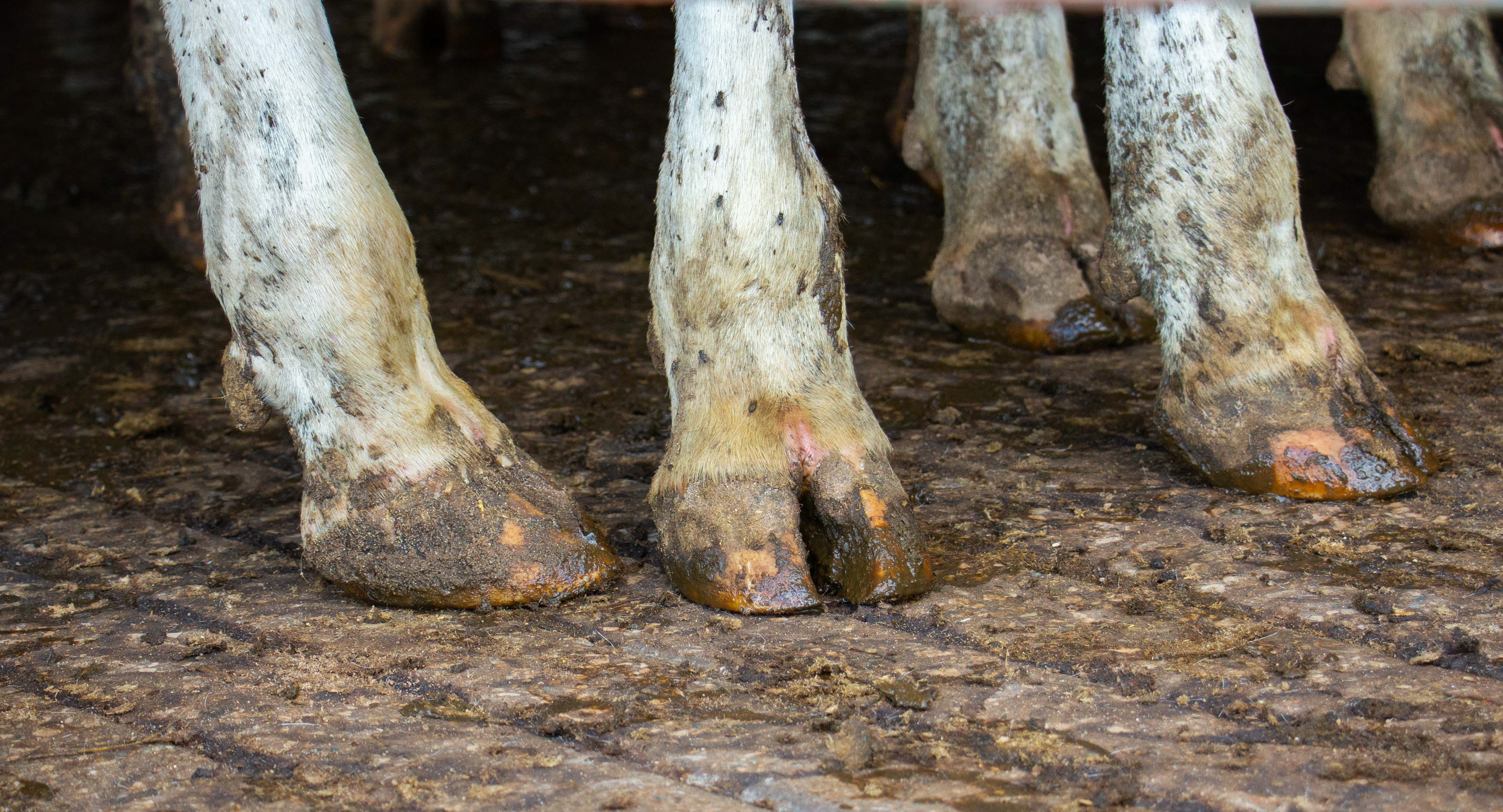 Milking cows are patiently waiting for their afternoon dinner on Neyer Farms, in Mt. Pleasant, Michigan on September 4, 2020. Every day after milking , the cows walk through water mixer that cleans their hooves and helps prevent warts.