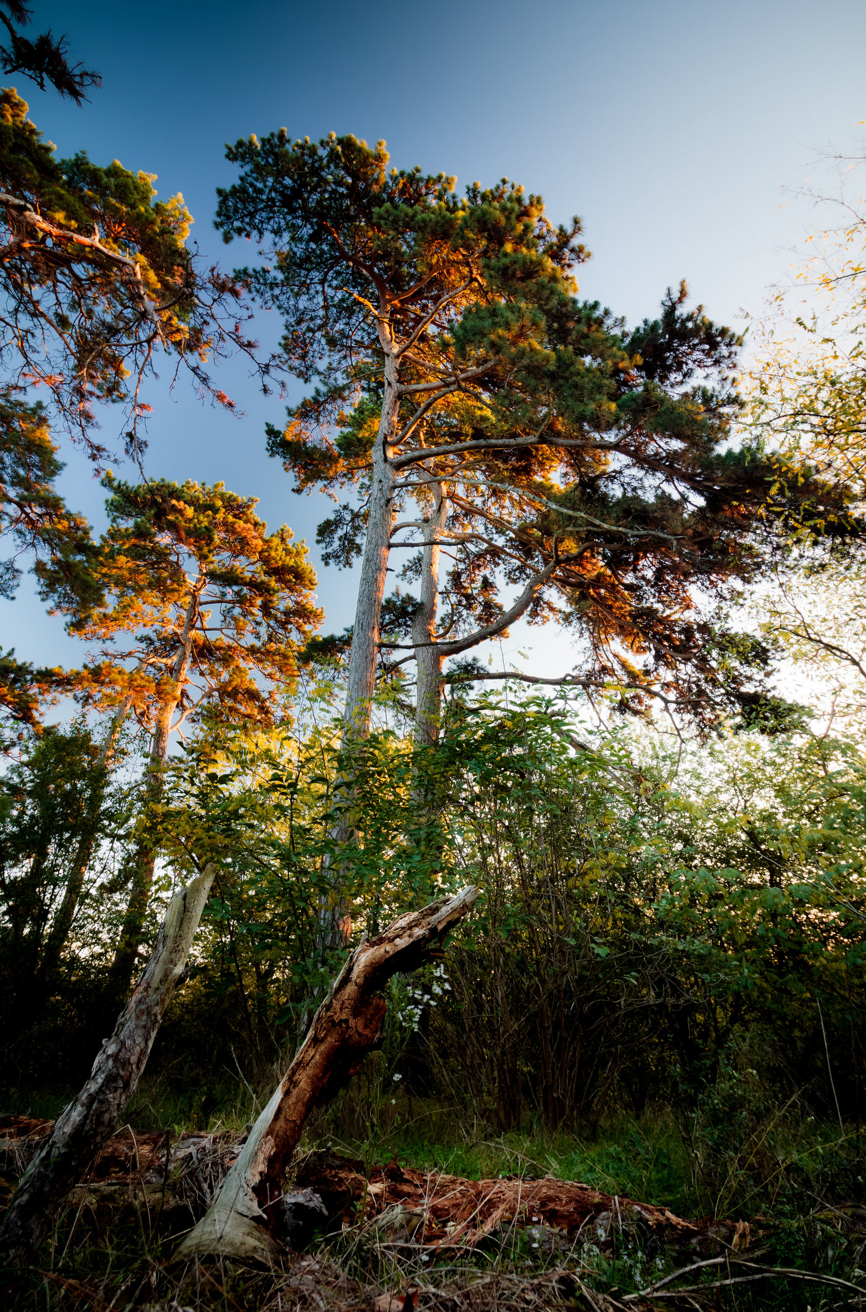 2017 - Sokoro hills, NW Hungary
