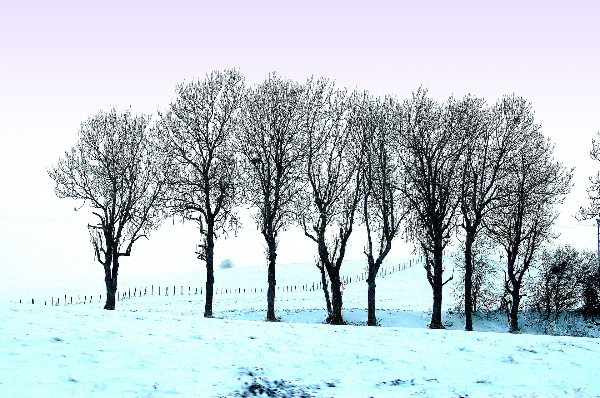 Hiver rose des Cévennes
