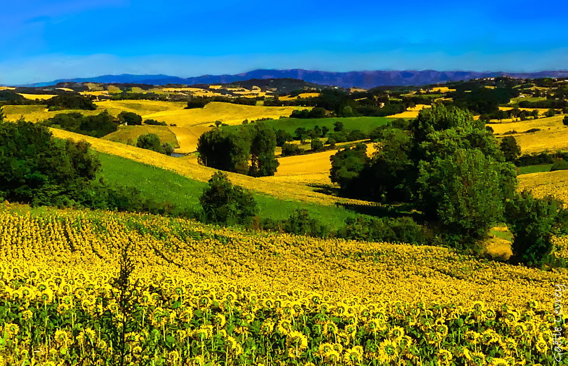 Vallon de tournesols