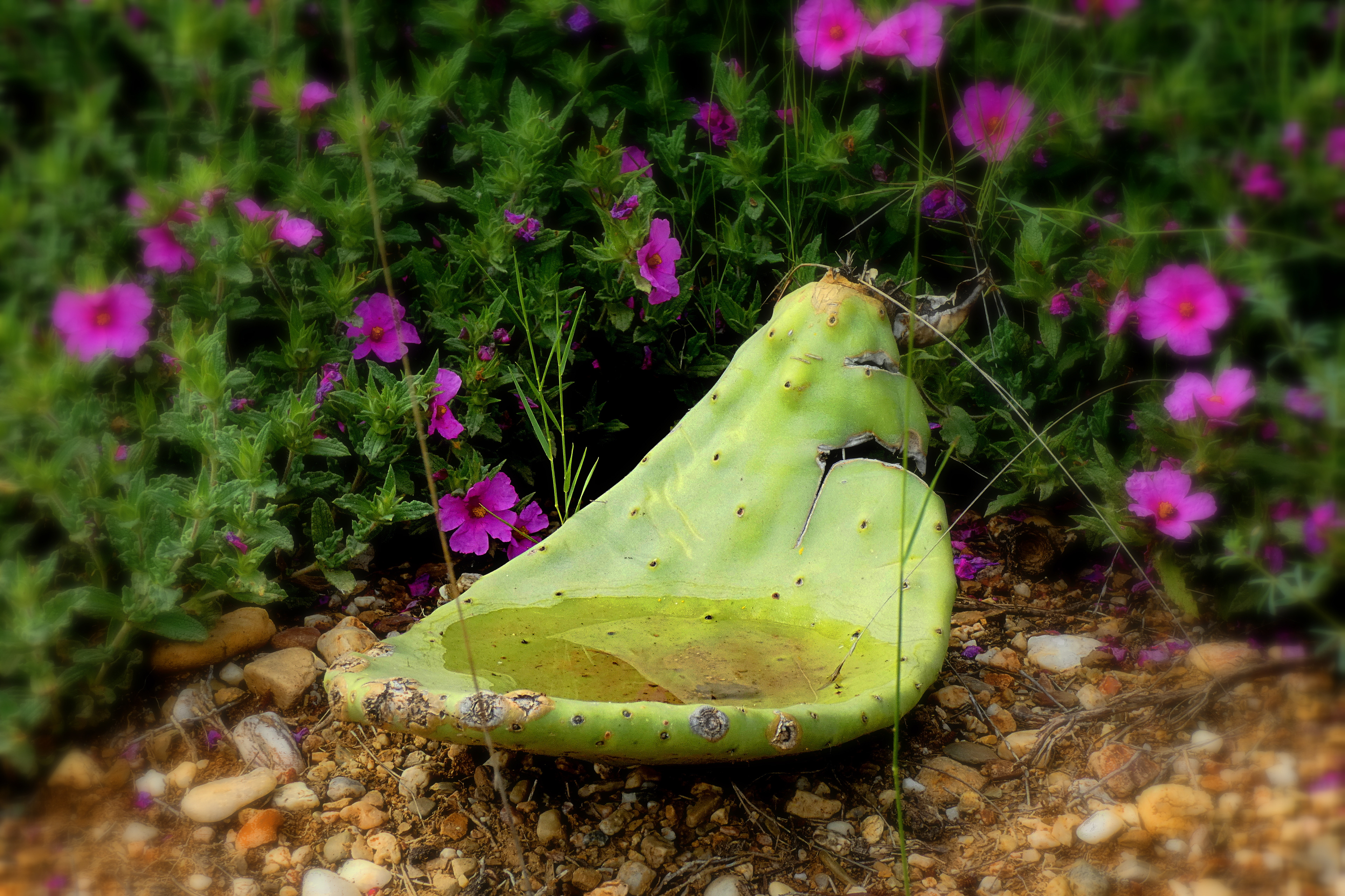 Feuille de Cactus pour coupelle - Bois de ribaute 
