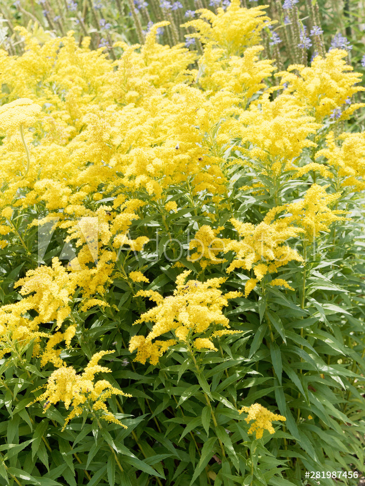 Portofolio. L'instant d'une photo. La flore Verge d'or du Canada