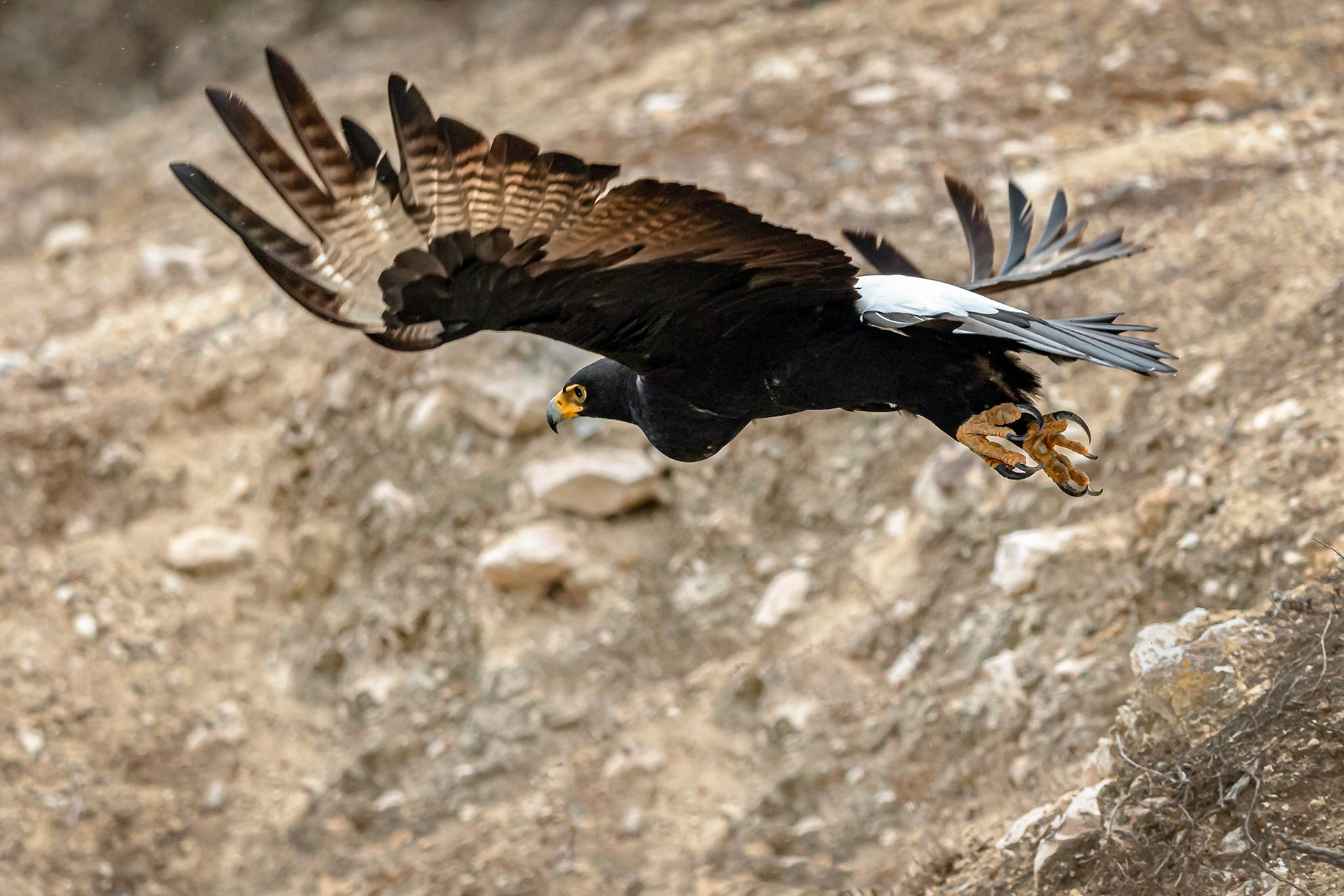 Verreaux's eagle is a very large eagle. Males can weigh 3 to 4.2 kg (6.6 to 9.3 lb) and the larger females weigh 3.1 to 7 kg (6.8 to 15.4 lb).It is the seventh or eighth heaviest living eagle in the world. In average mass and overall weight range, if not linear measurements, the Verreaux's is very similar in size to its occasional competitor, the martial eagle, which is regularly titled the largest of the African eagles.