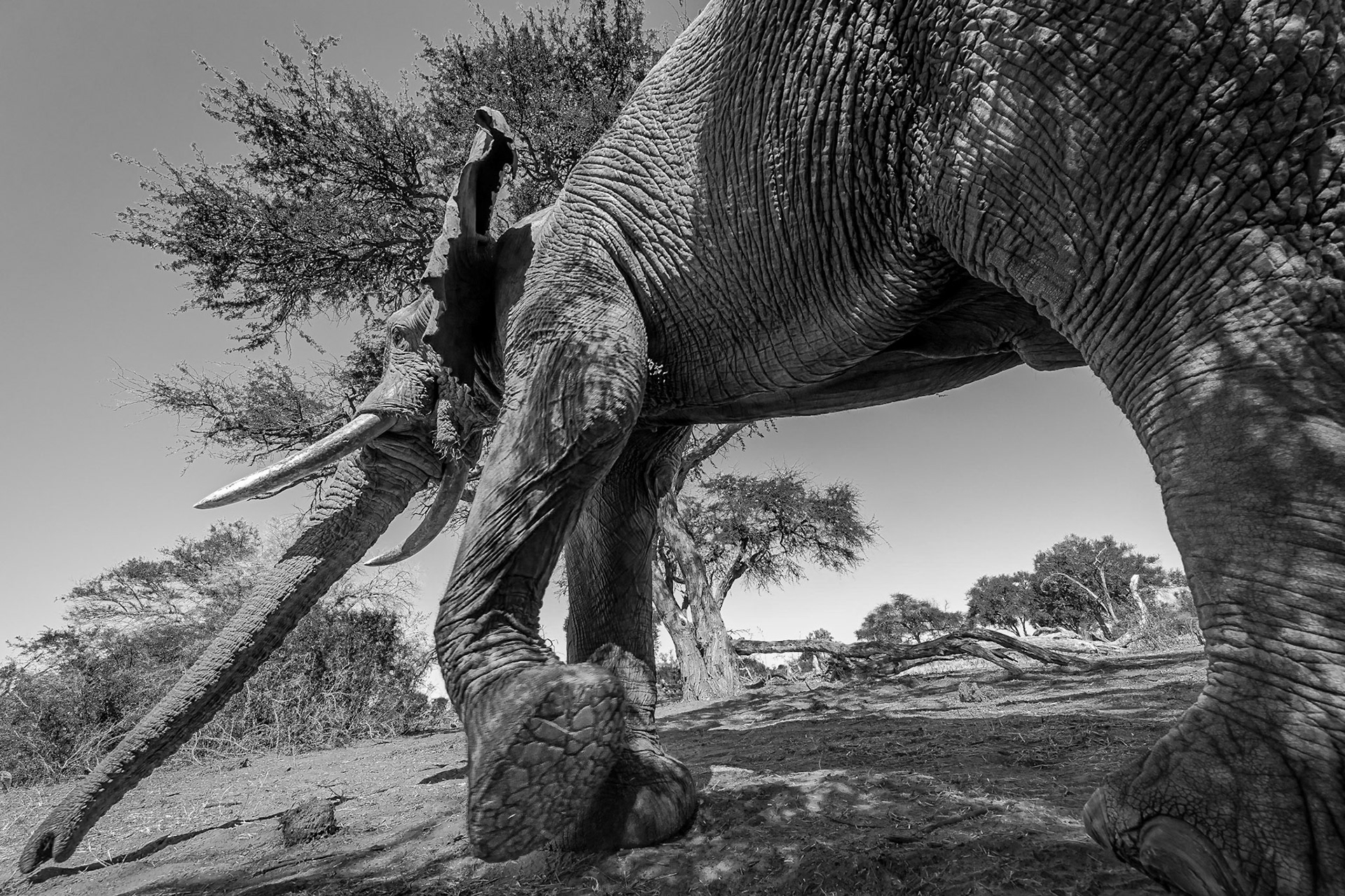 A wide angle lens, a little bit of risk and a lot of luck can bring you in touch with the giants of the animal world. Exposure 1/250sec at F/11. Canon 5D Mark IV