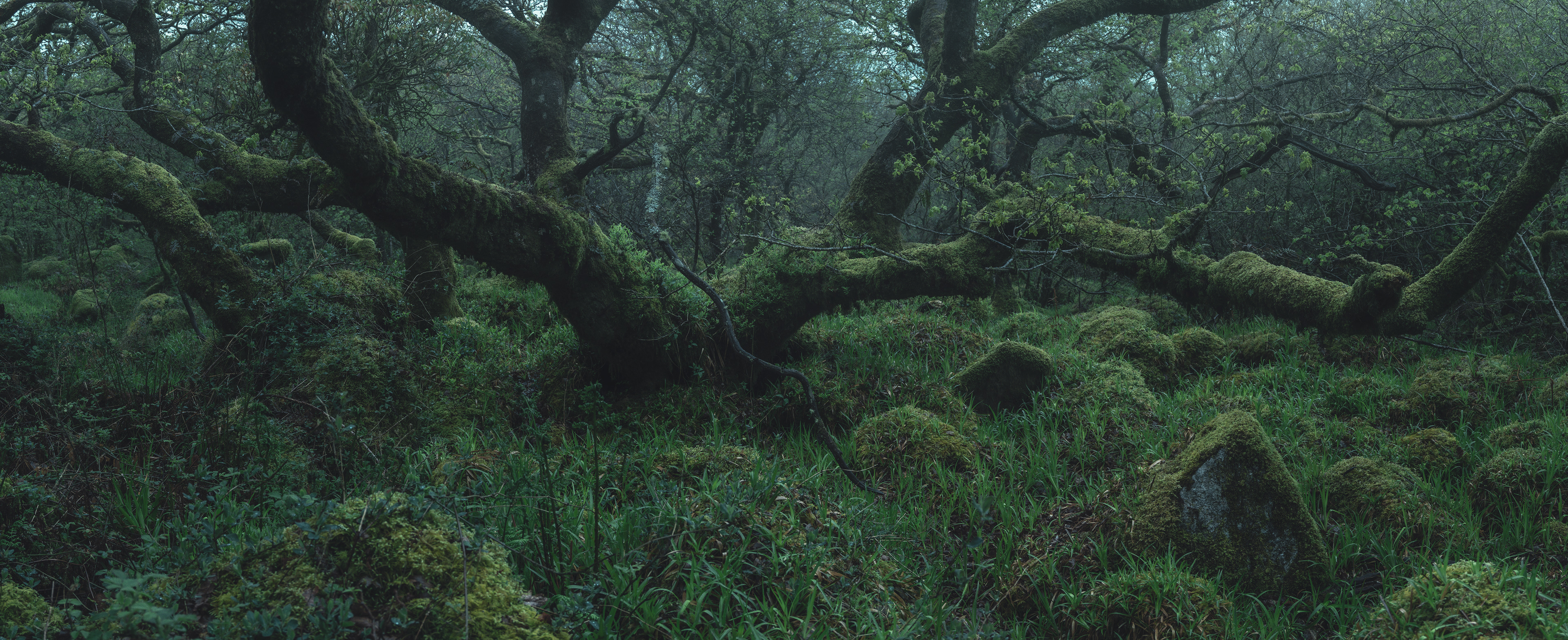 Dartmoors Forgotten Temperate Rainforest