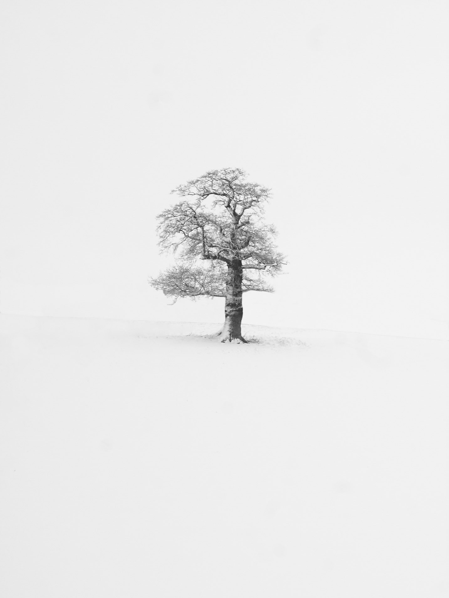 Lonely Winter Tree