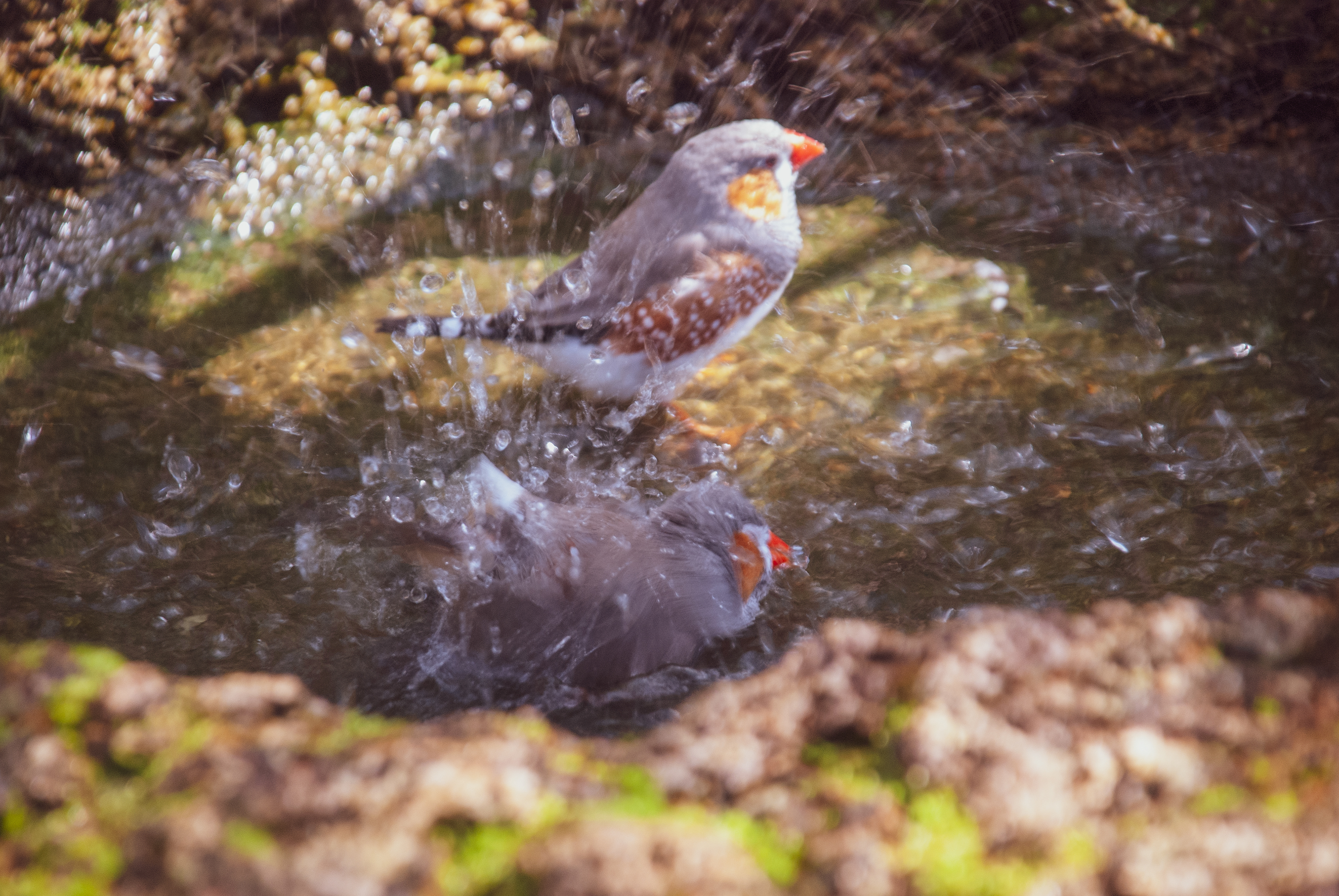 Zebra Finch