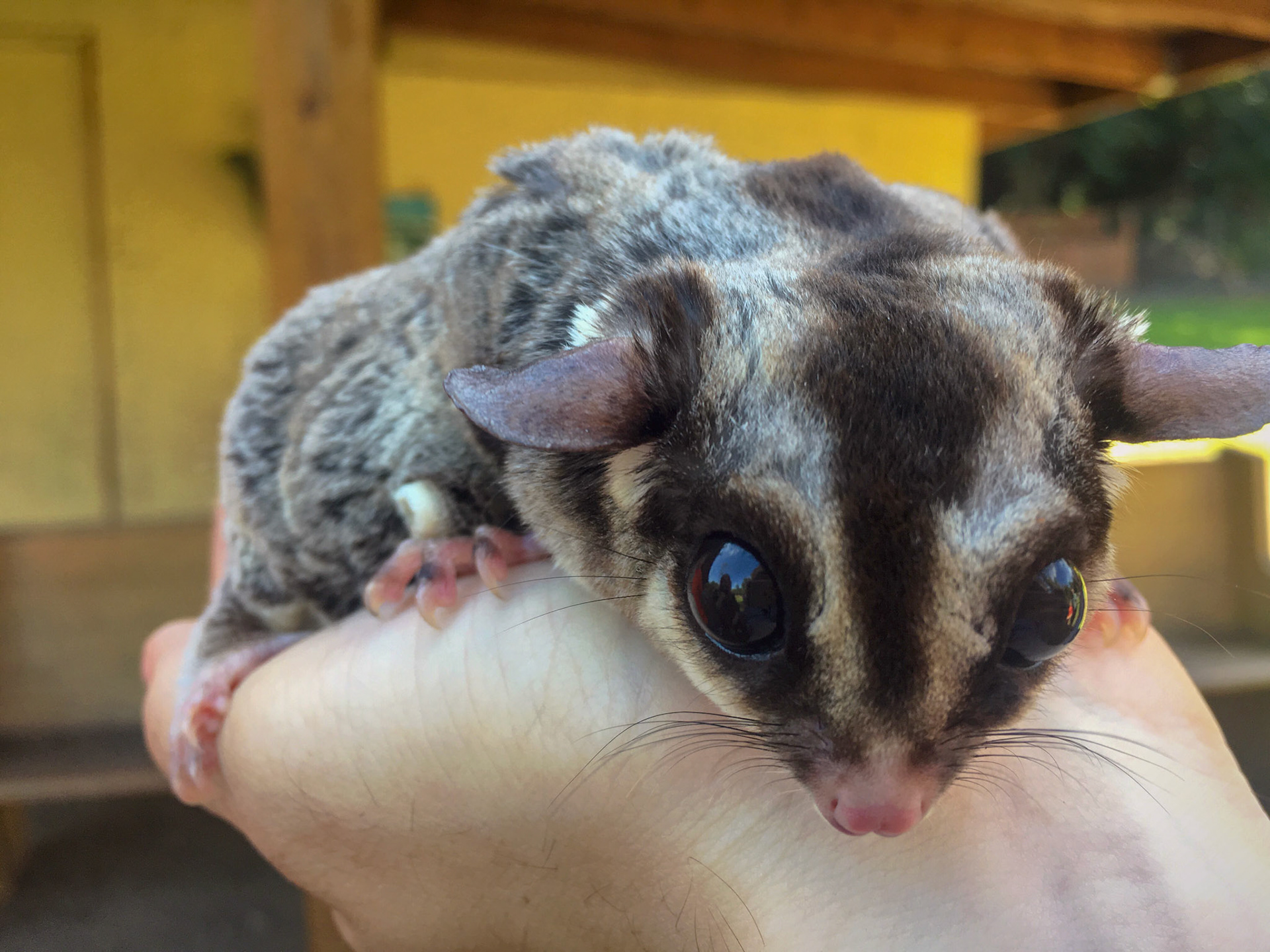 Sugar Glider