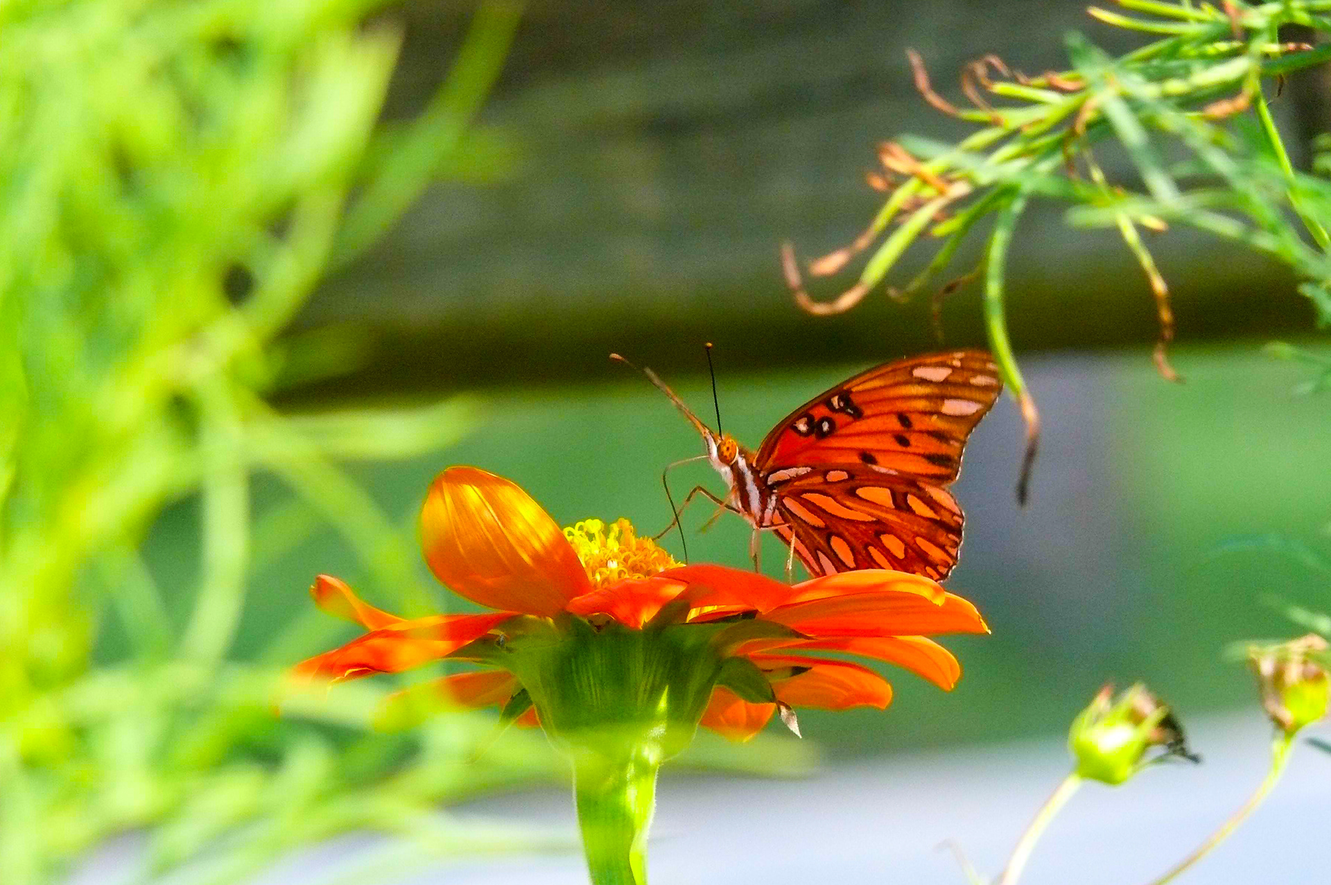 Butterfly