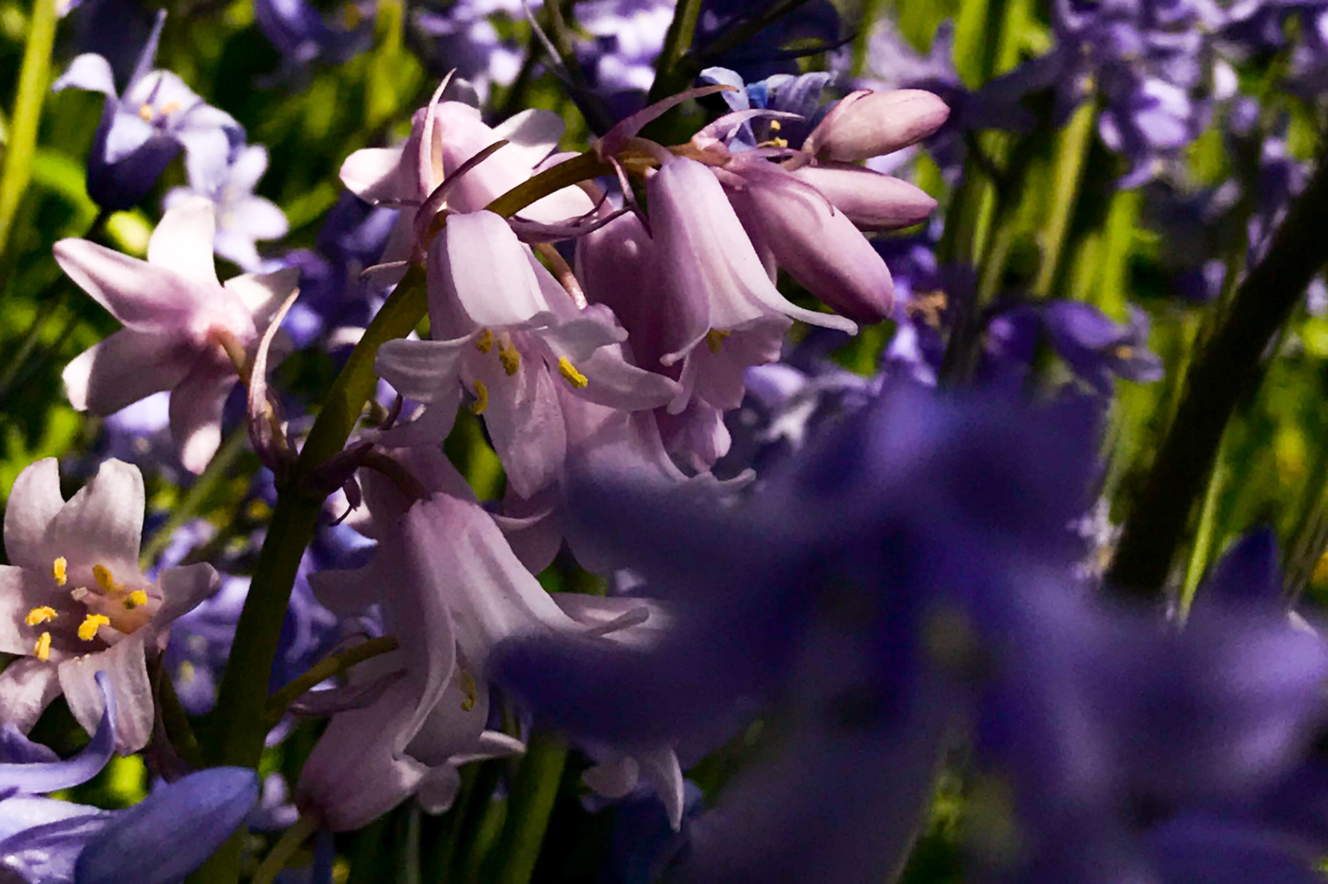 Pink? Or lavendar?