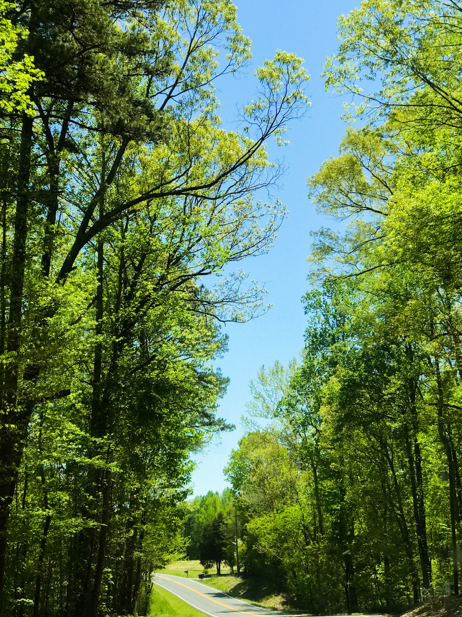 North Carolina green.