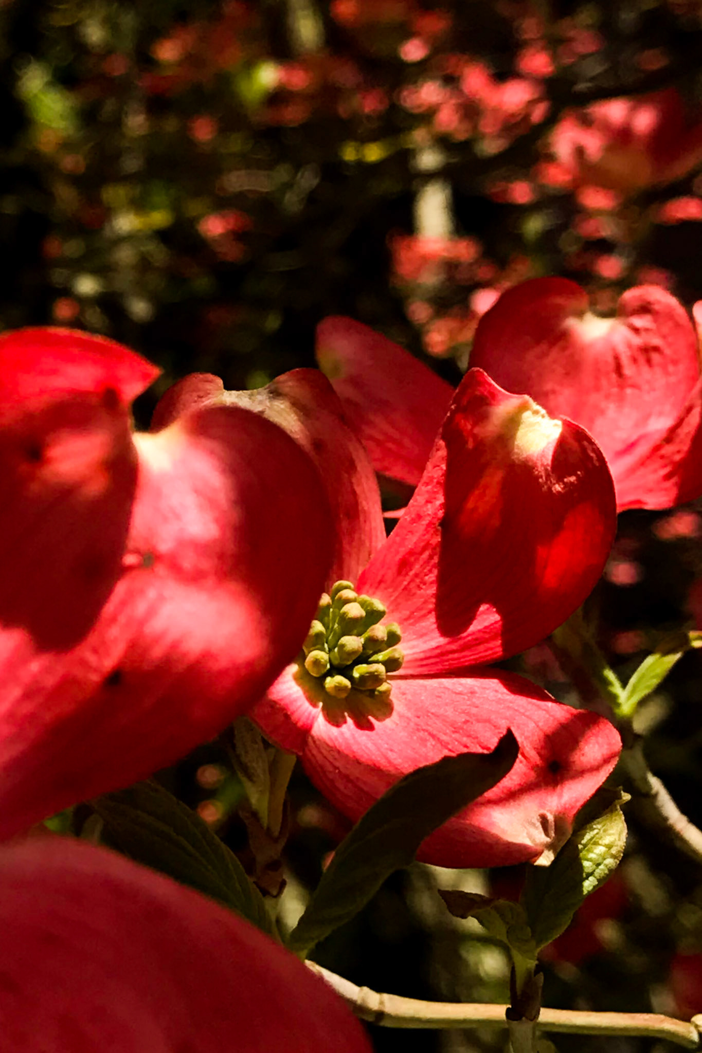 Red. Red. Red.