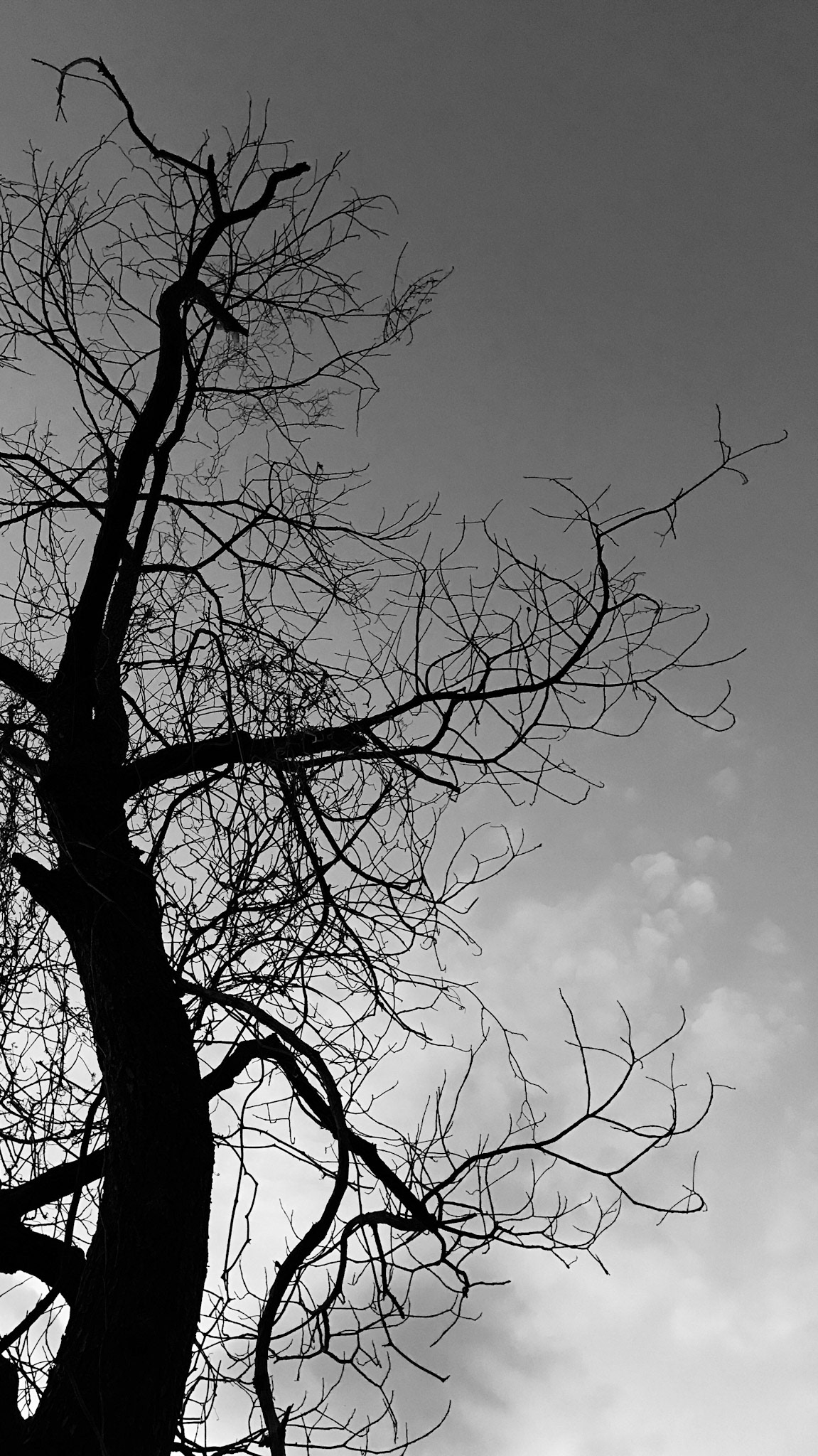 Lines in nature.