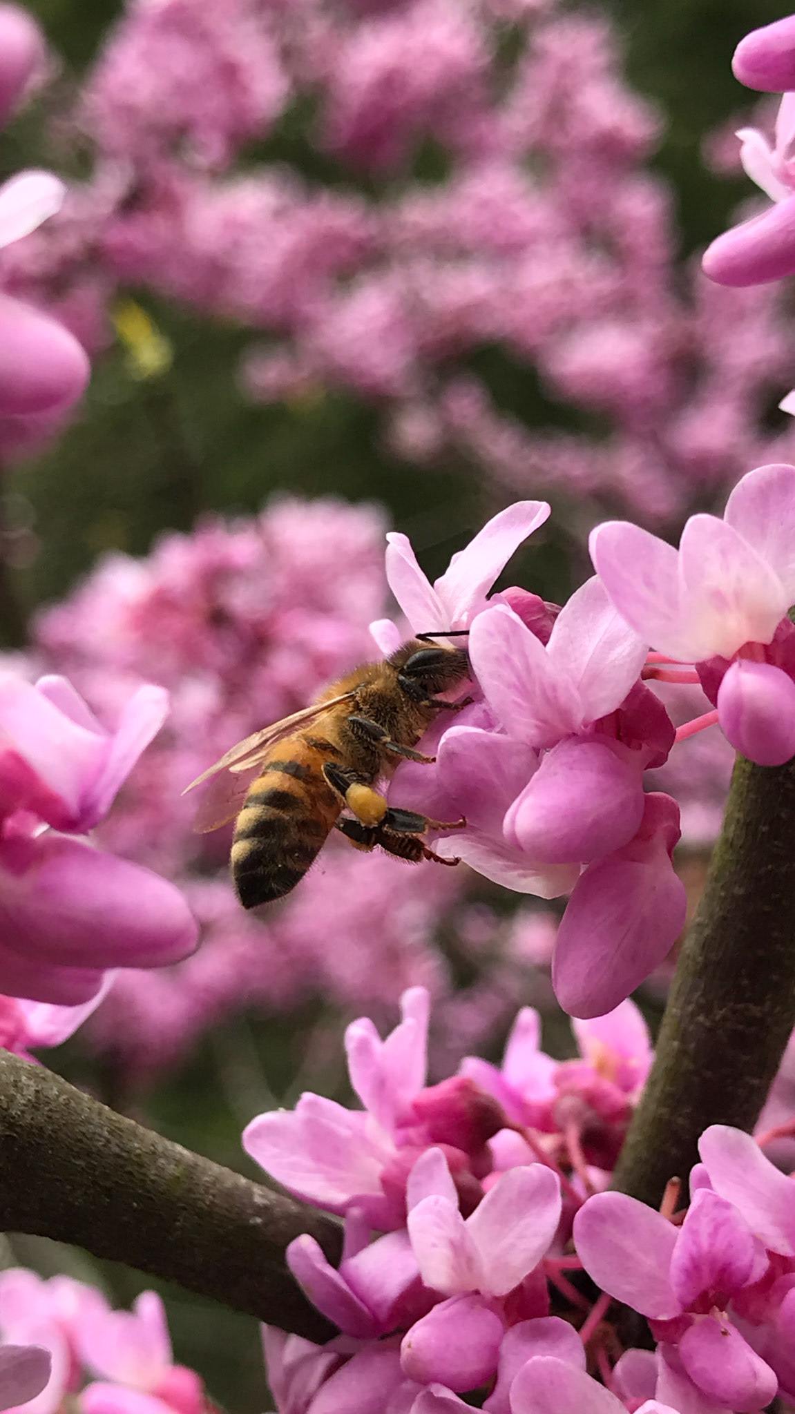 Springtime work.