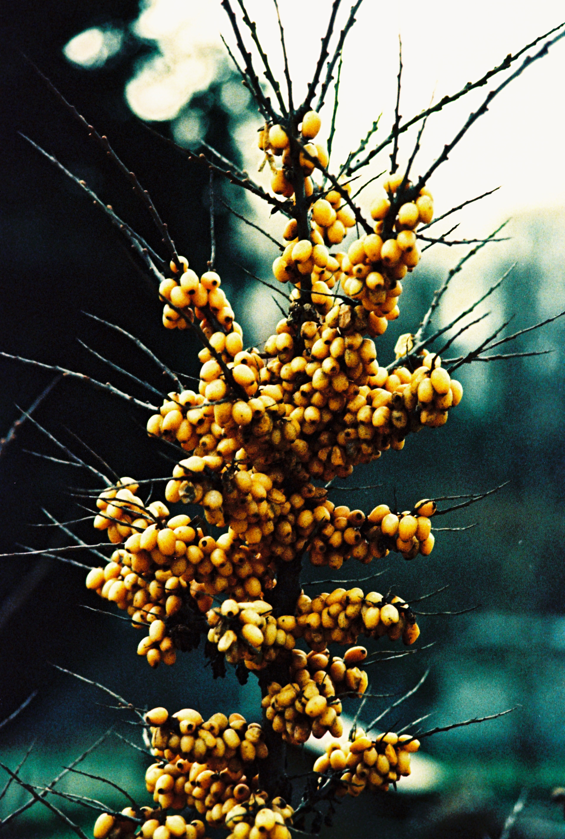 Kreuzentwicklung, abgelaufener Film, Kodak Ektachrom 100 Plus Professional