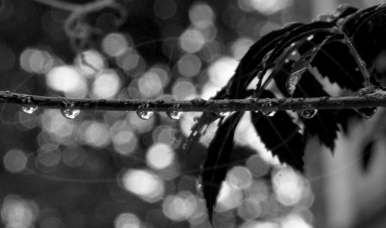 raindrops