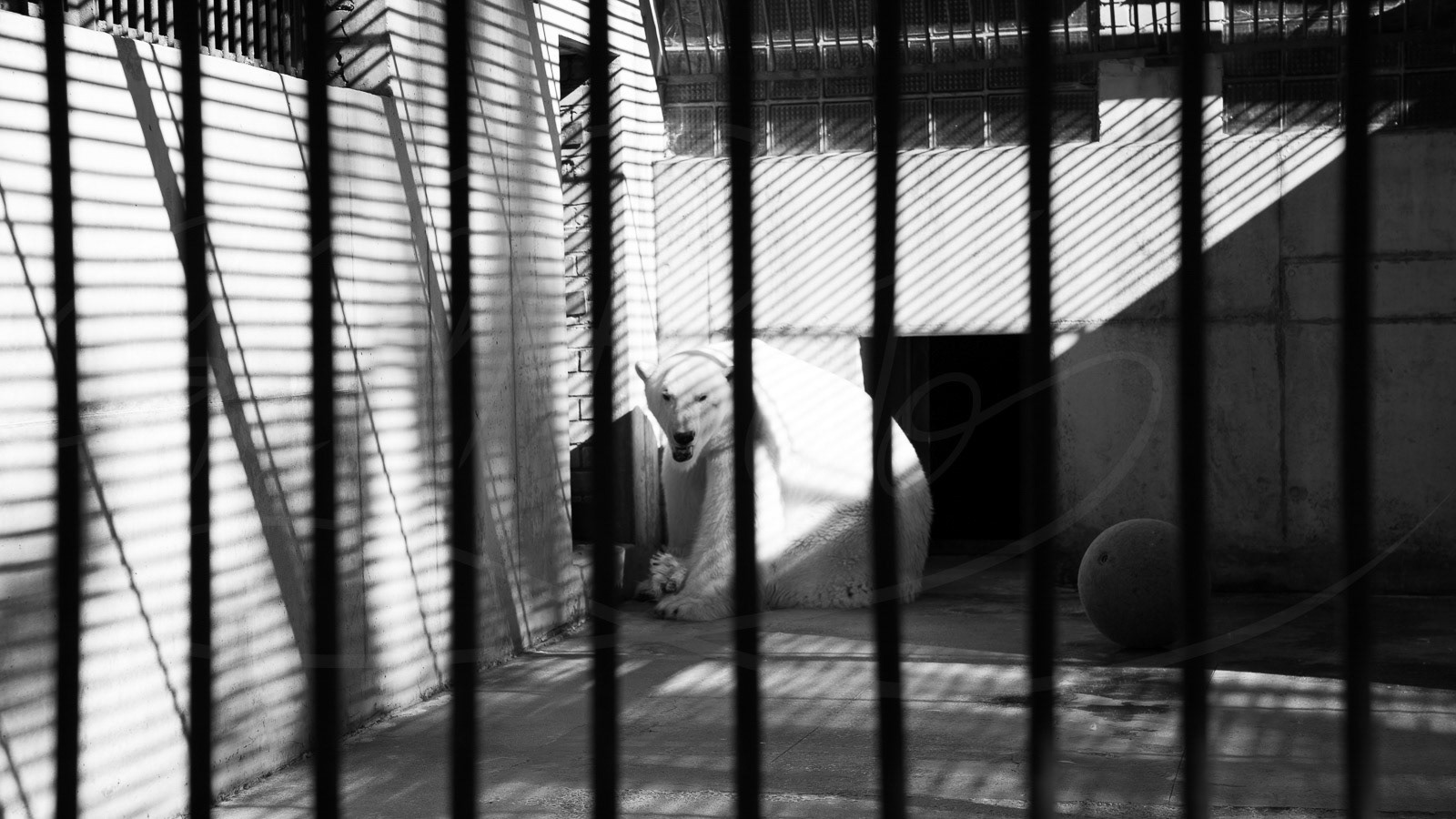 Bear in dispair