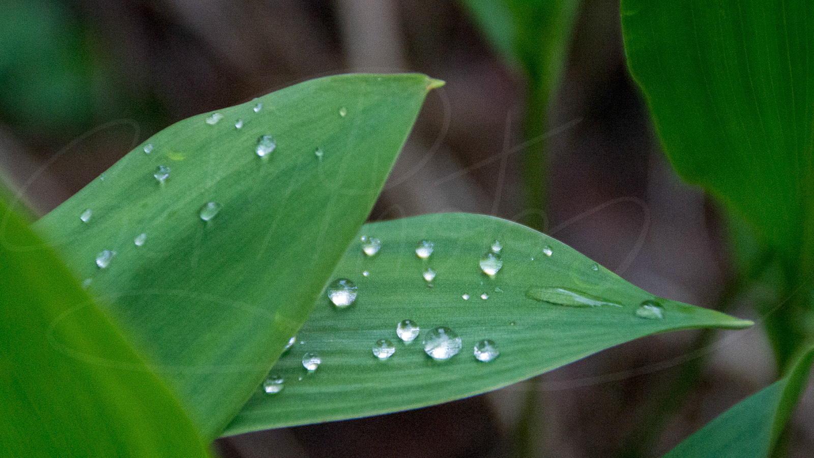 raindrops