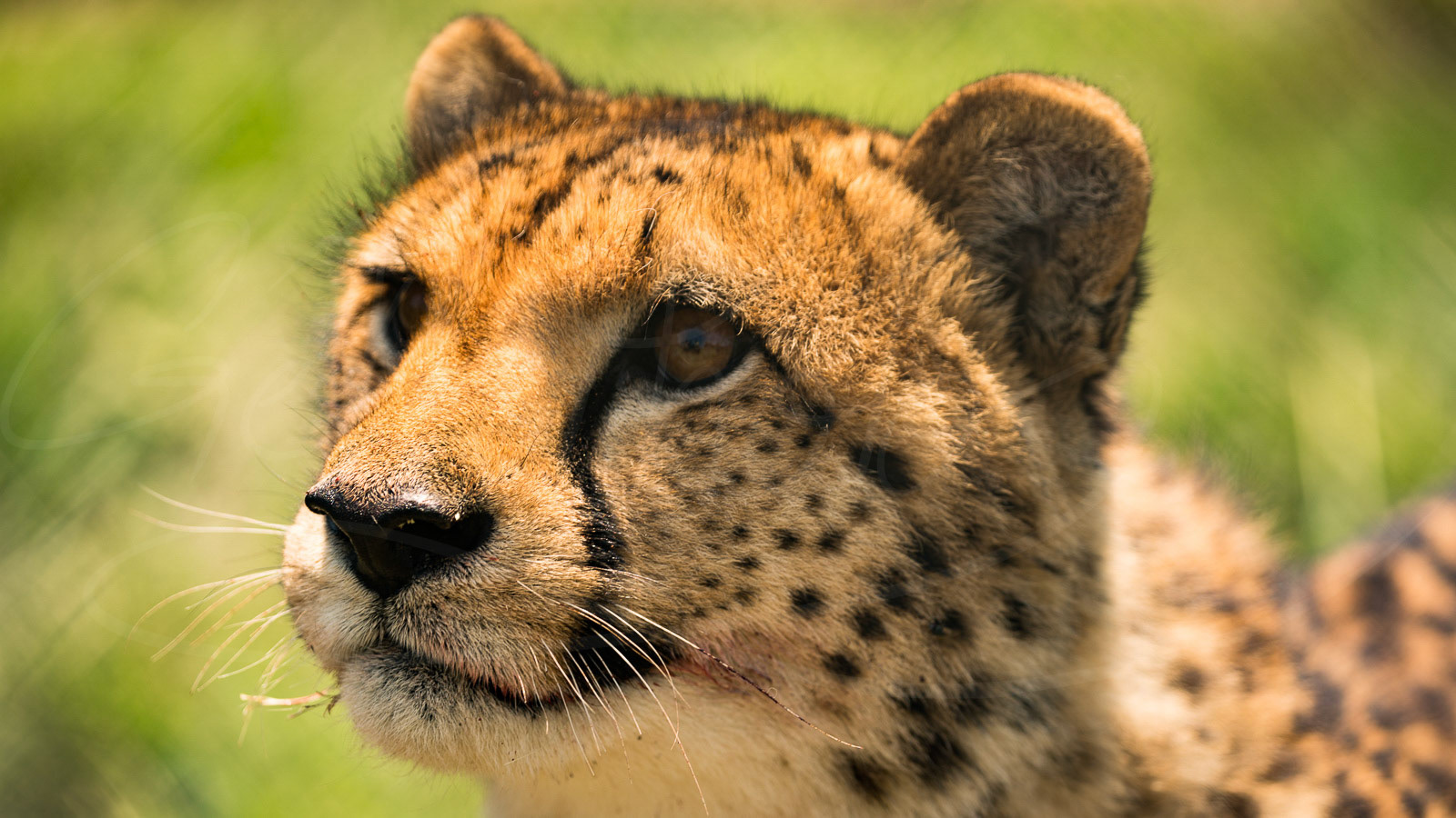 Chita gazing
