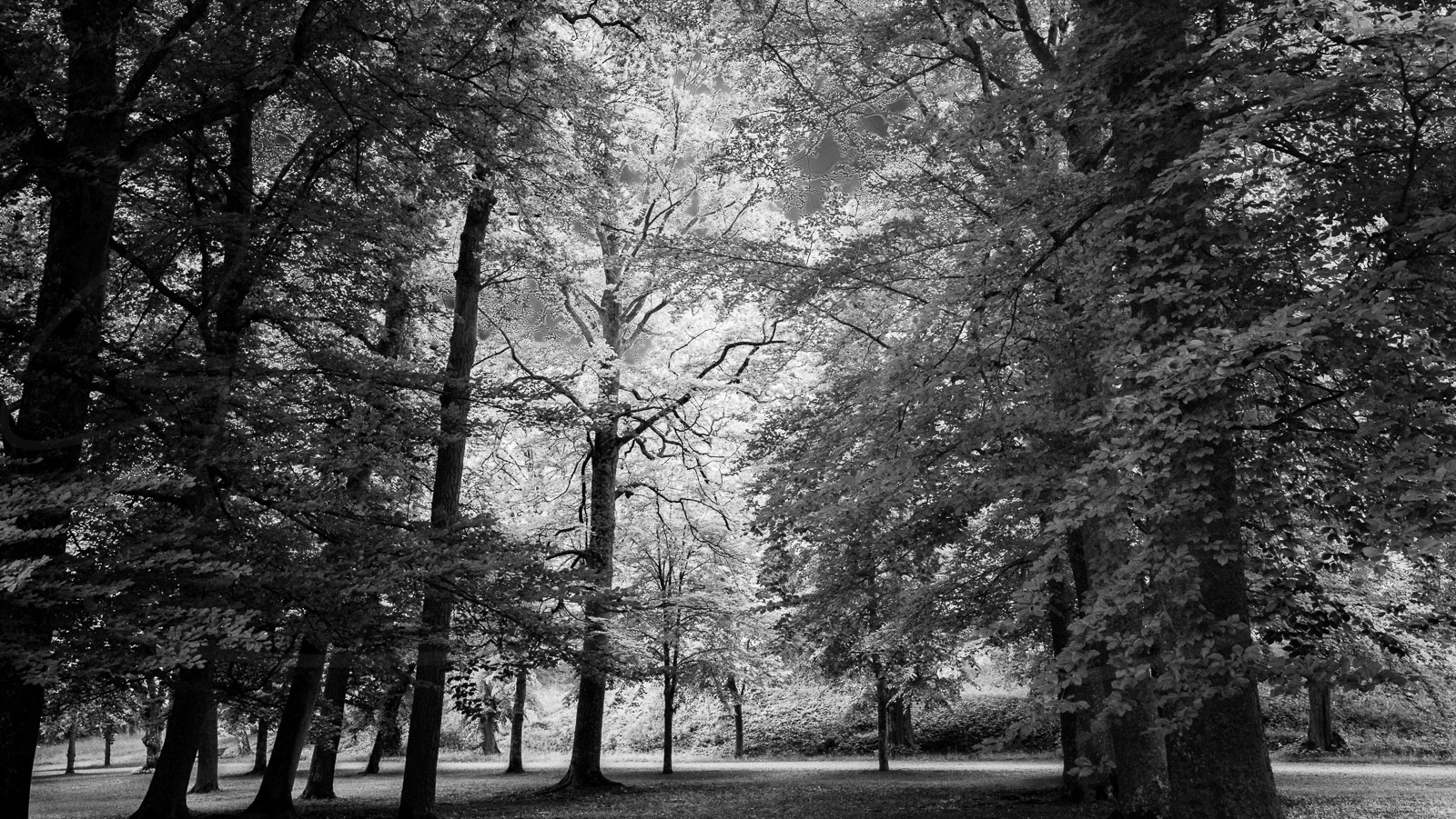 Forest light