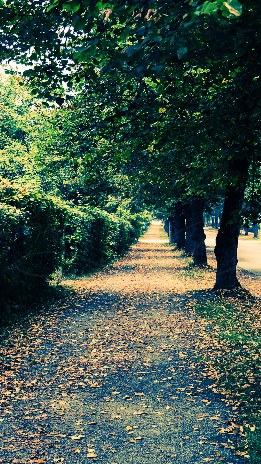 Autumn road