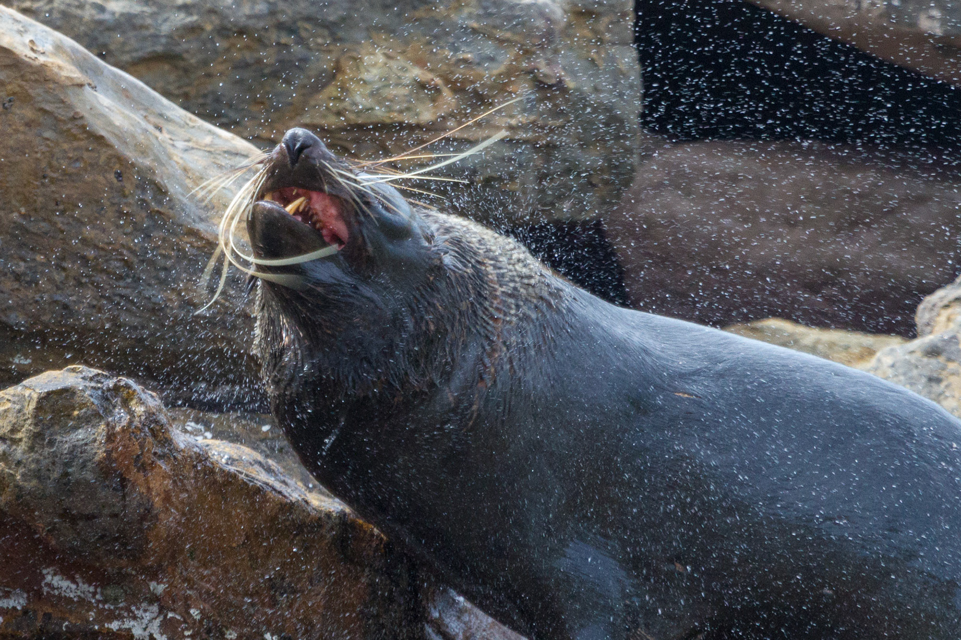 Fur Seal
