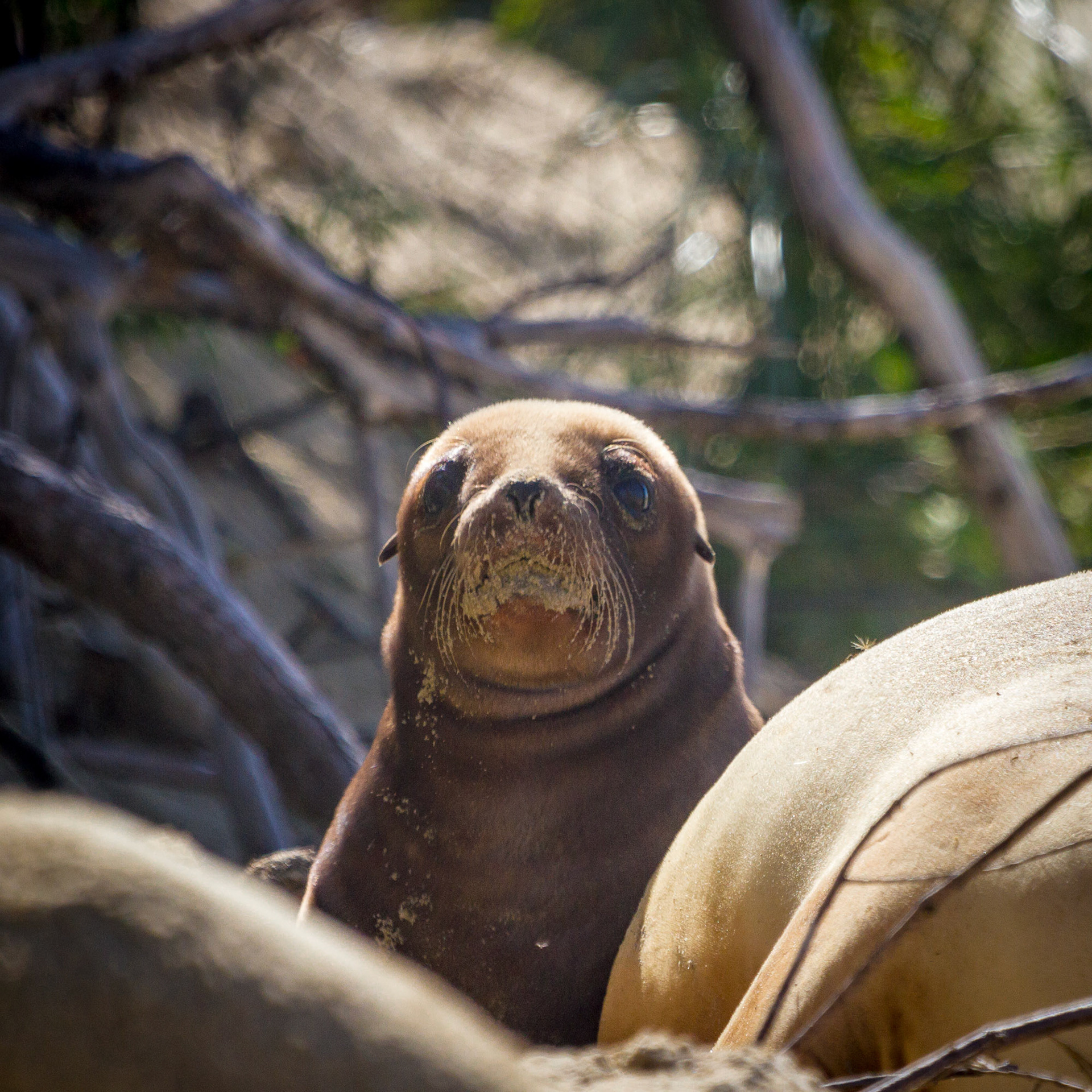 Sea Lion