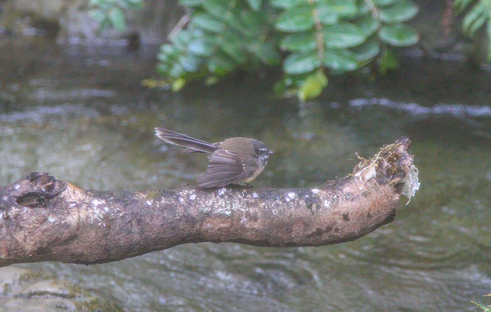 Fantail