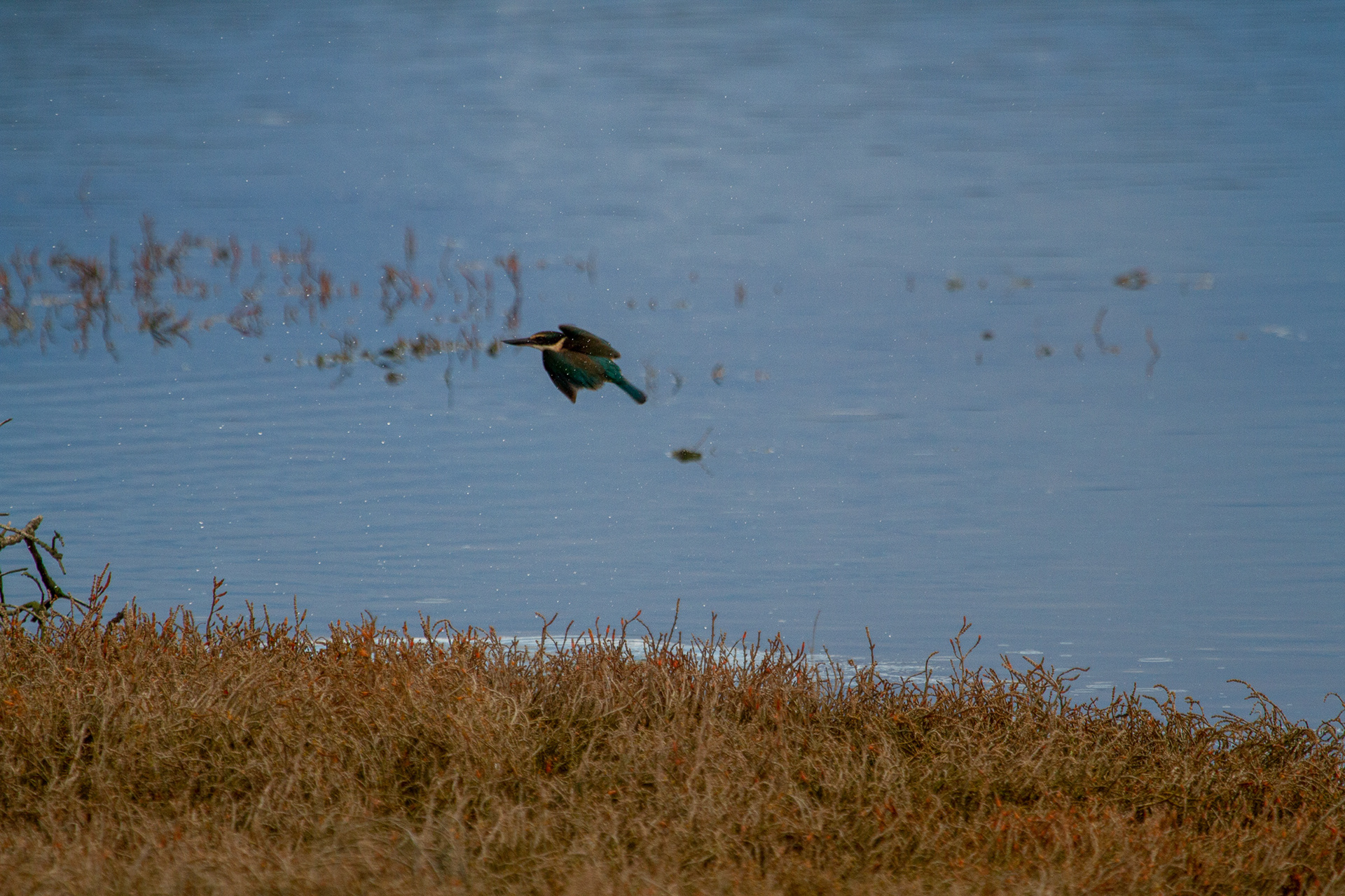 Sacred Kingfisher