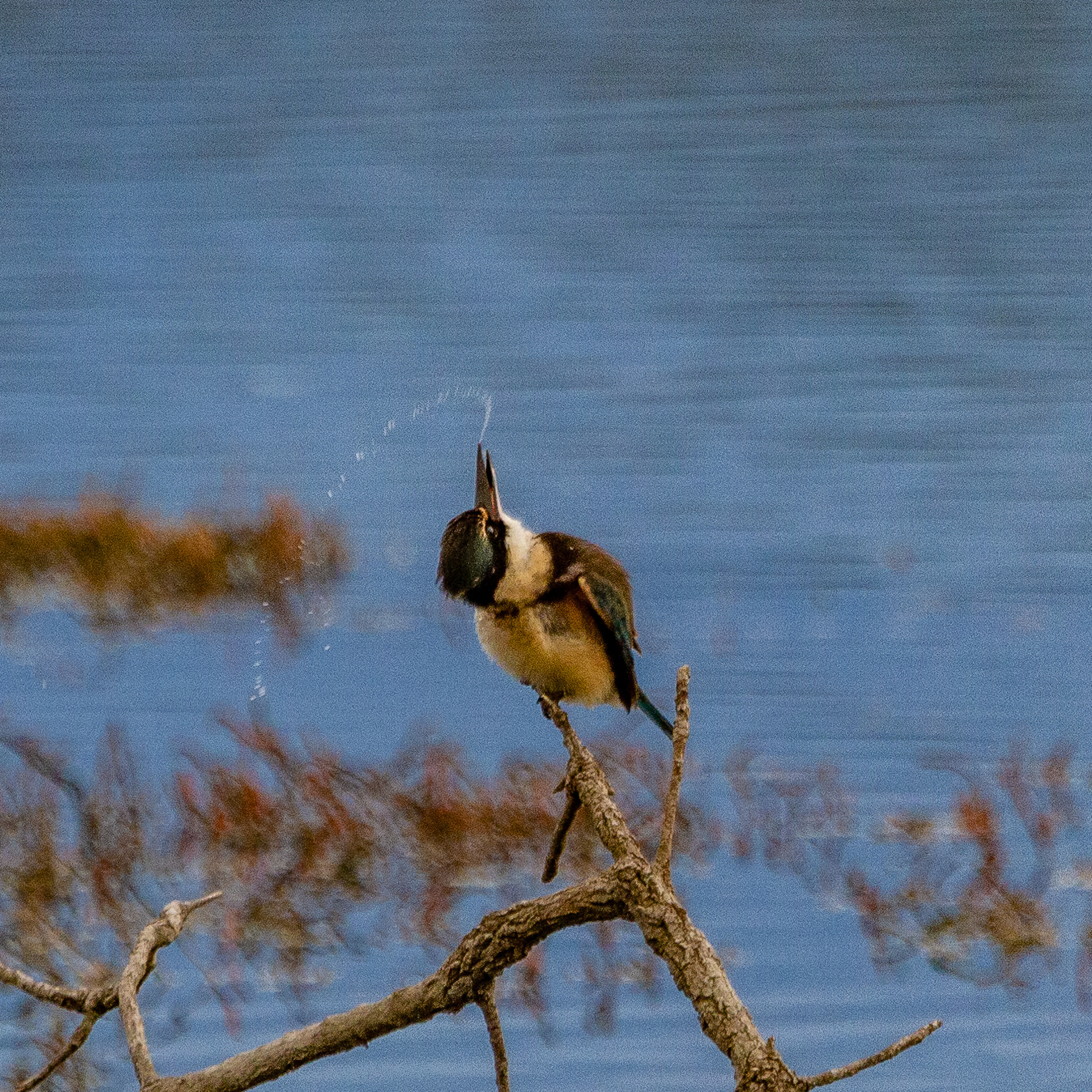 Sacred Kingfisher