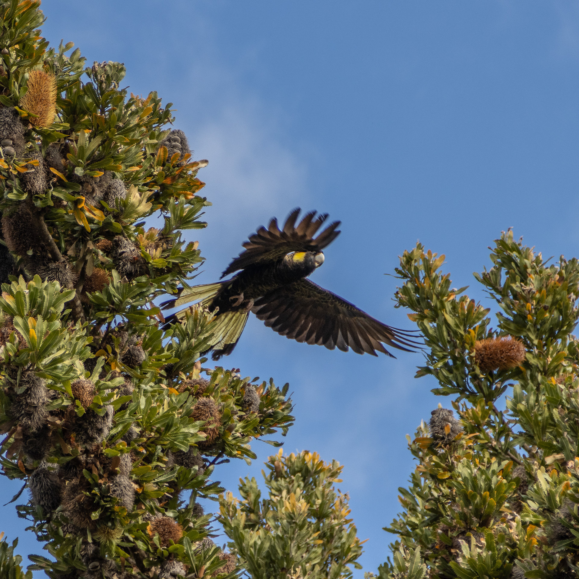 Yellow-tail Black Cockatoo