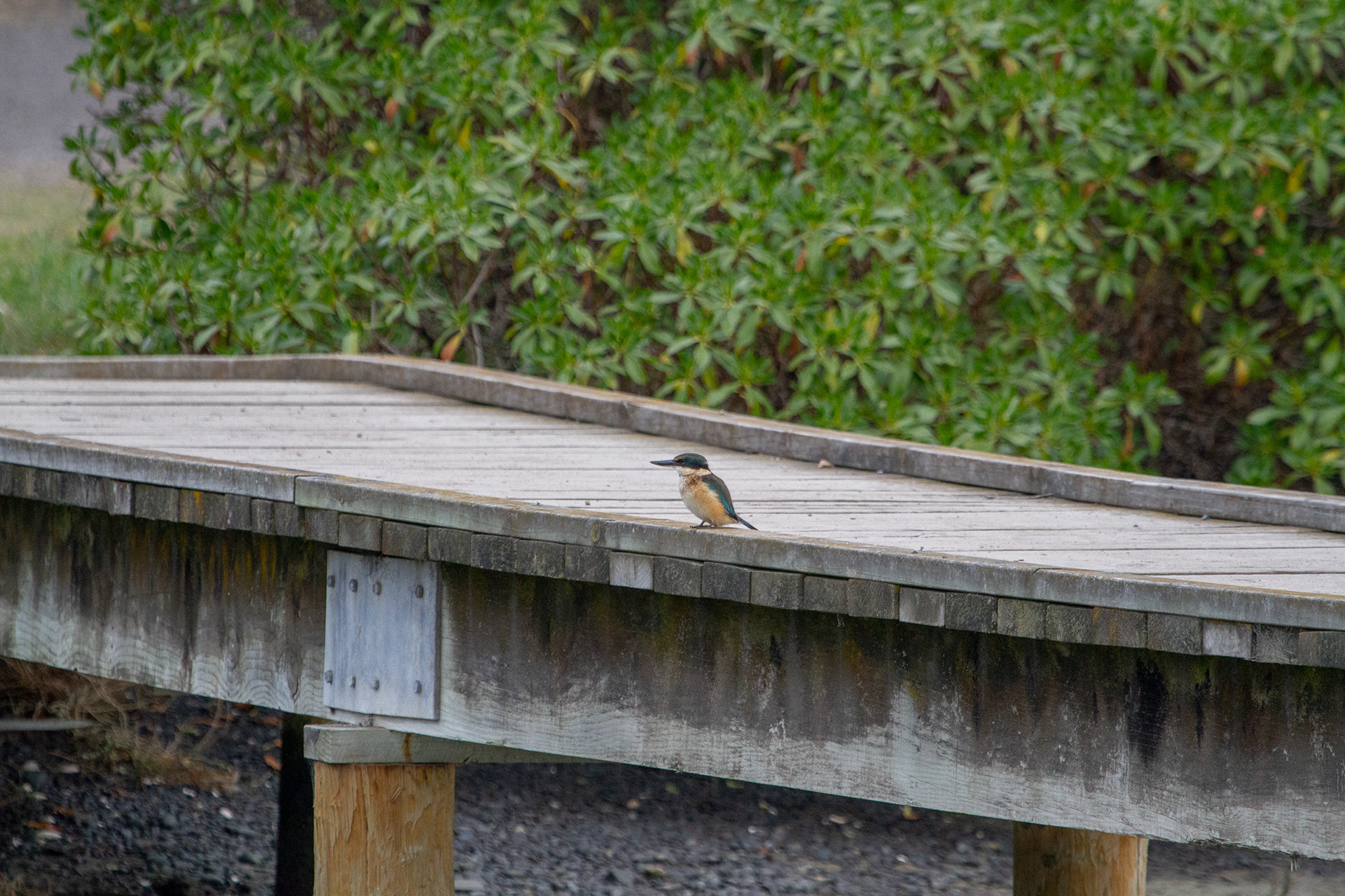 Sacred Kingfisher