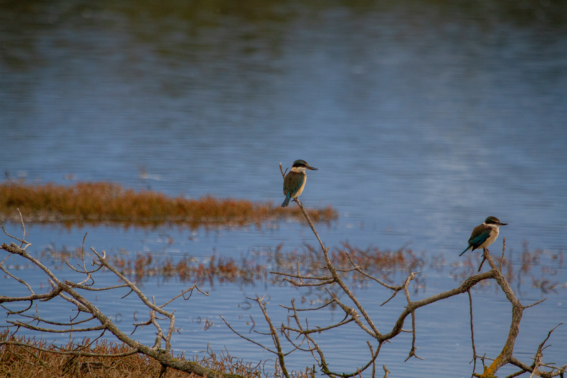 Sacred Kingfisher