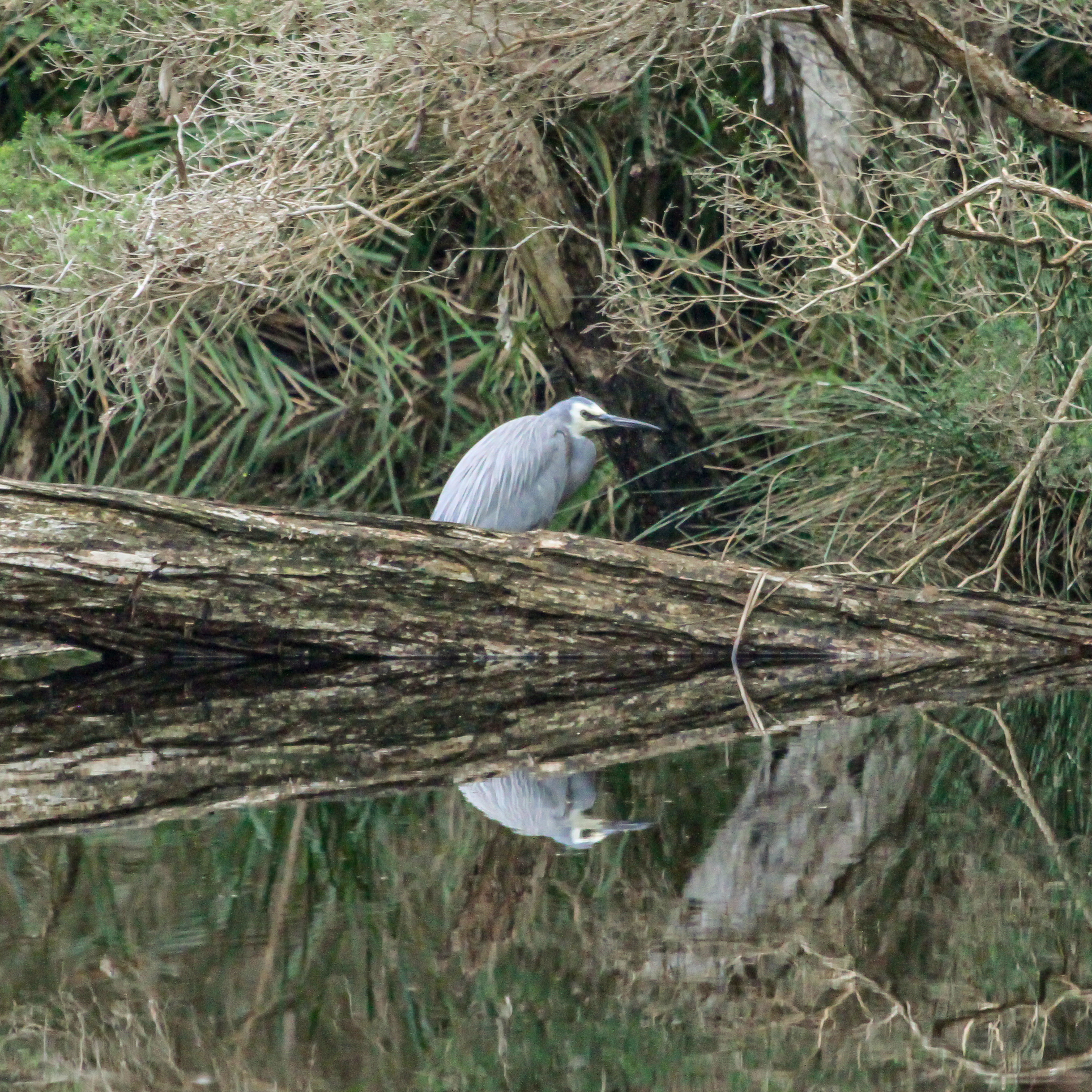 White-faced Heron