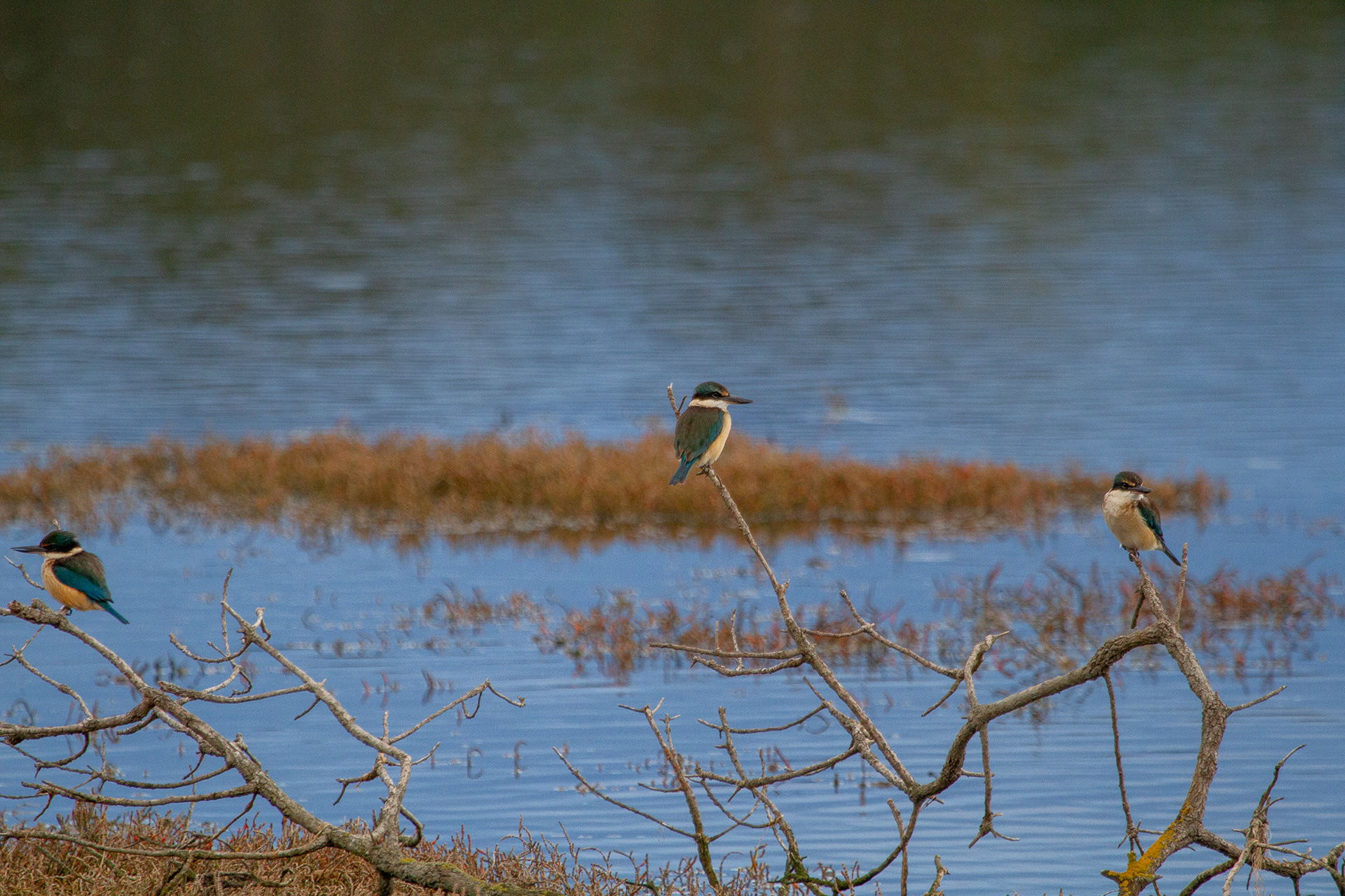 Sacred Kingfisher