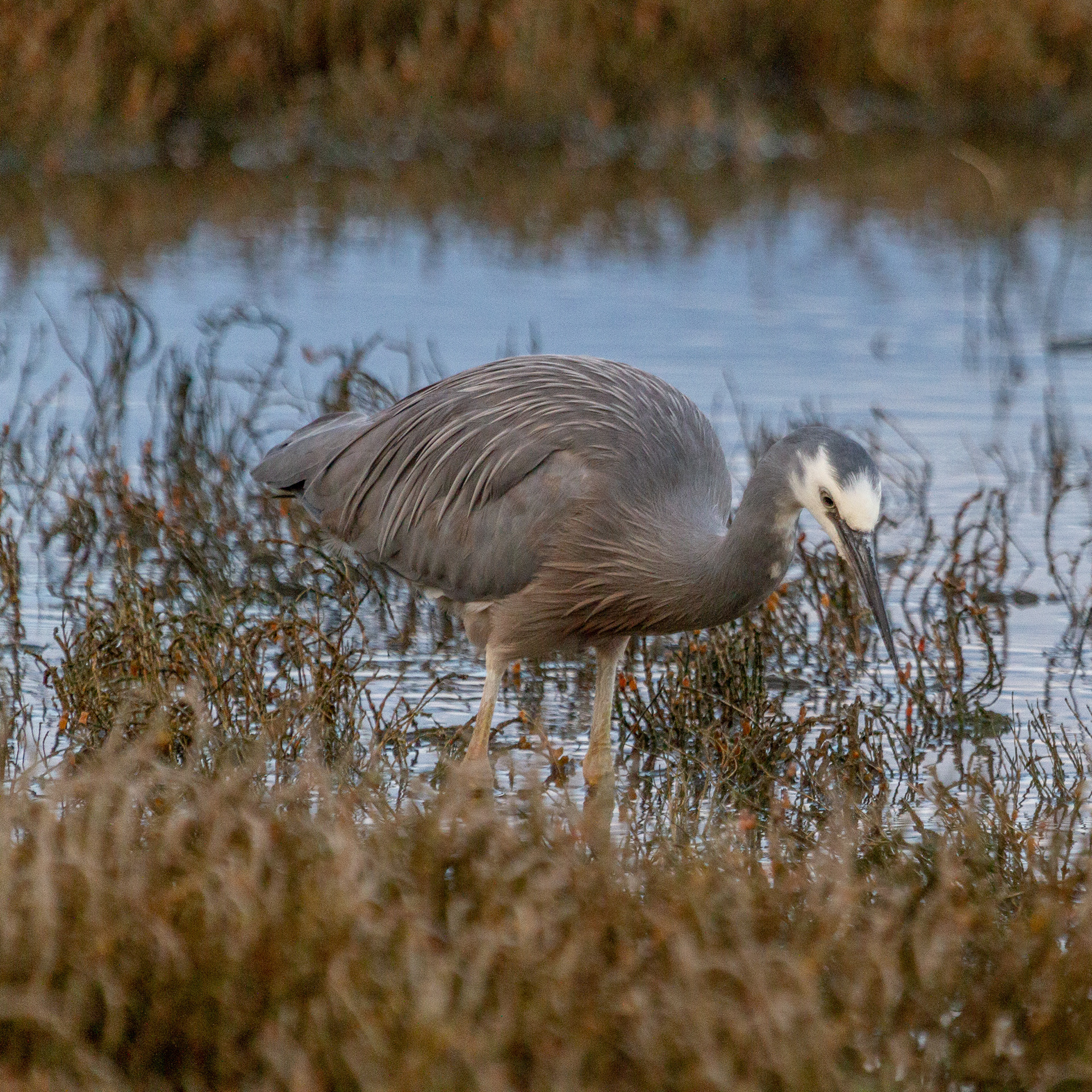 White-faced Heron