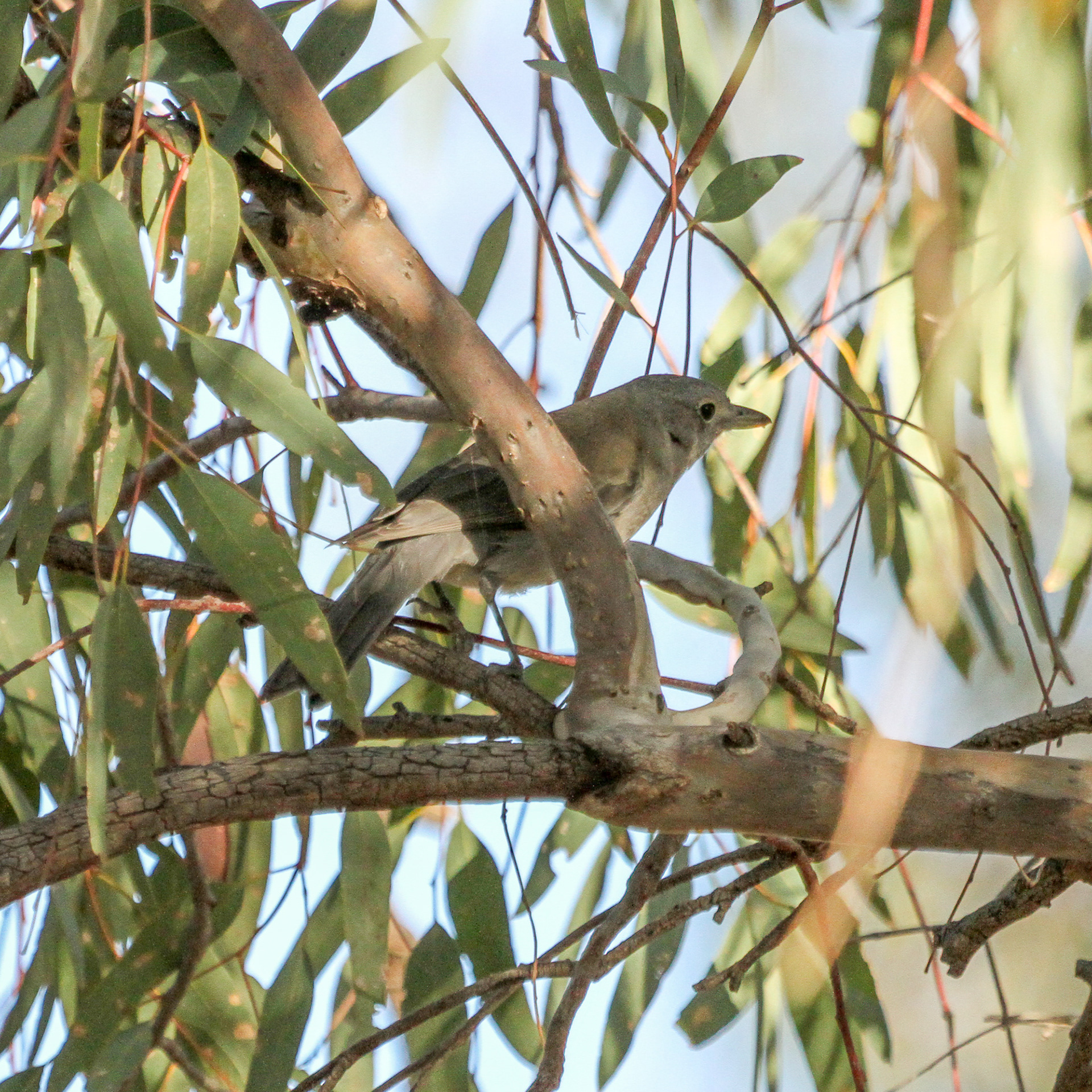 White-plumed Honeyeater