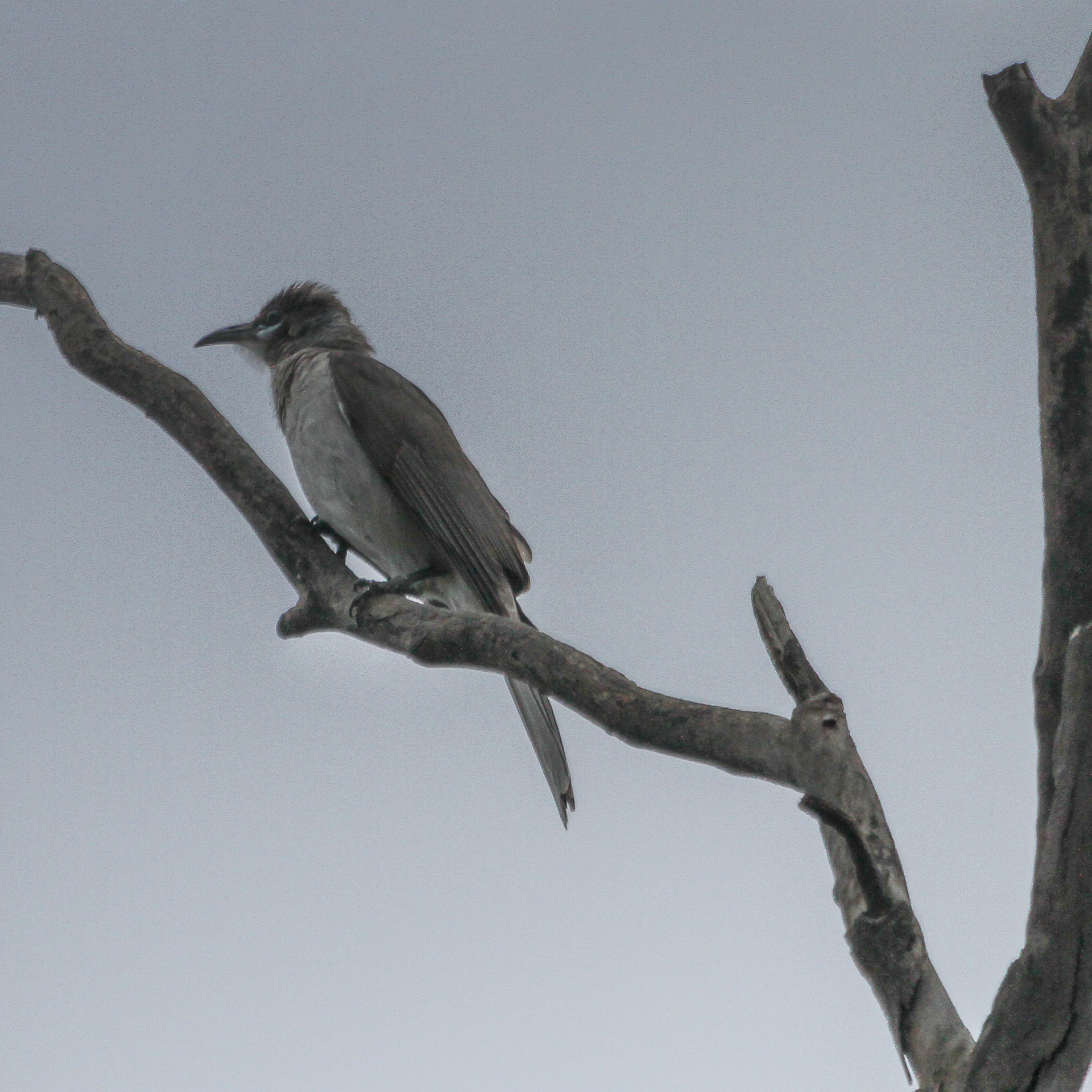 Little Friarbird