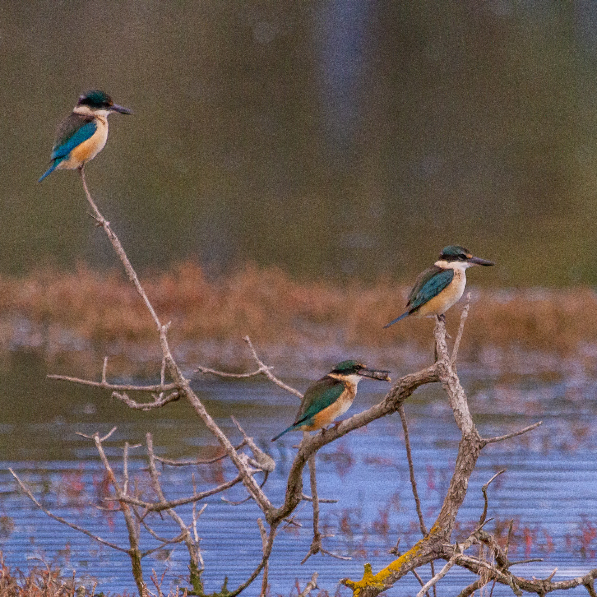 Sacred Kingfisher