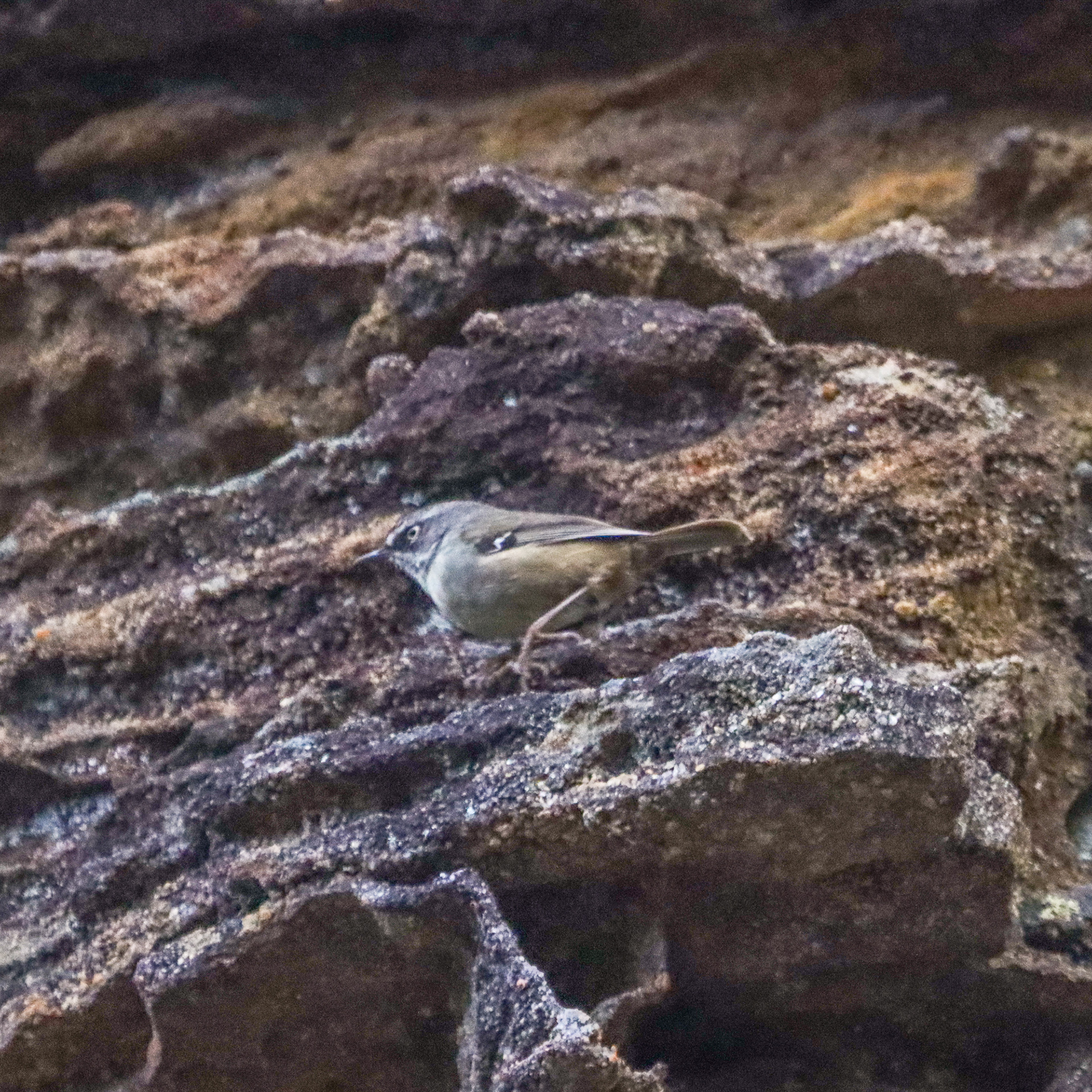 White Throated Scrubwren