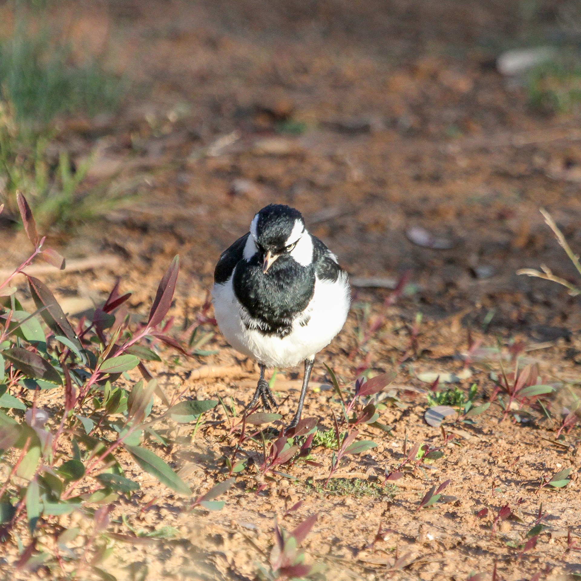 Magpie Lark