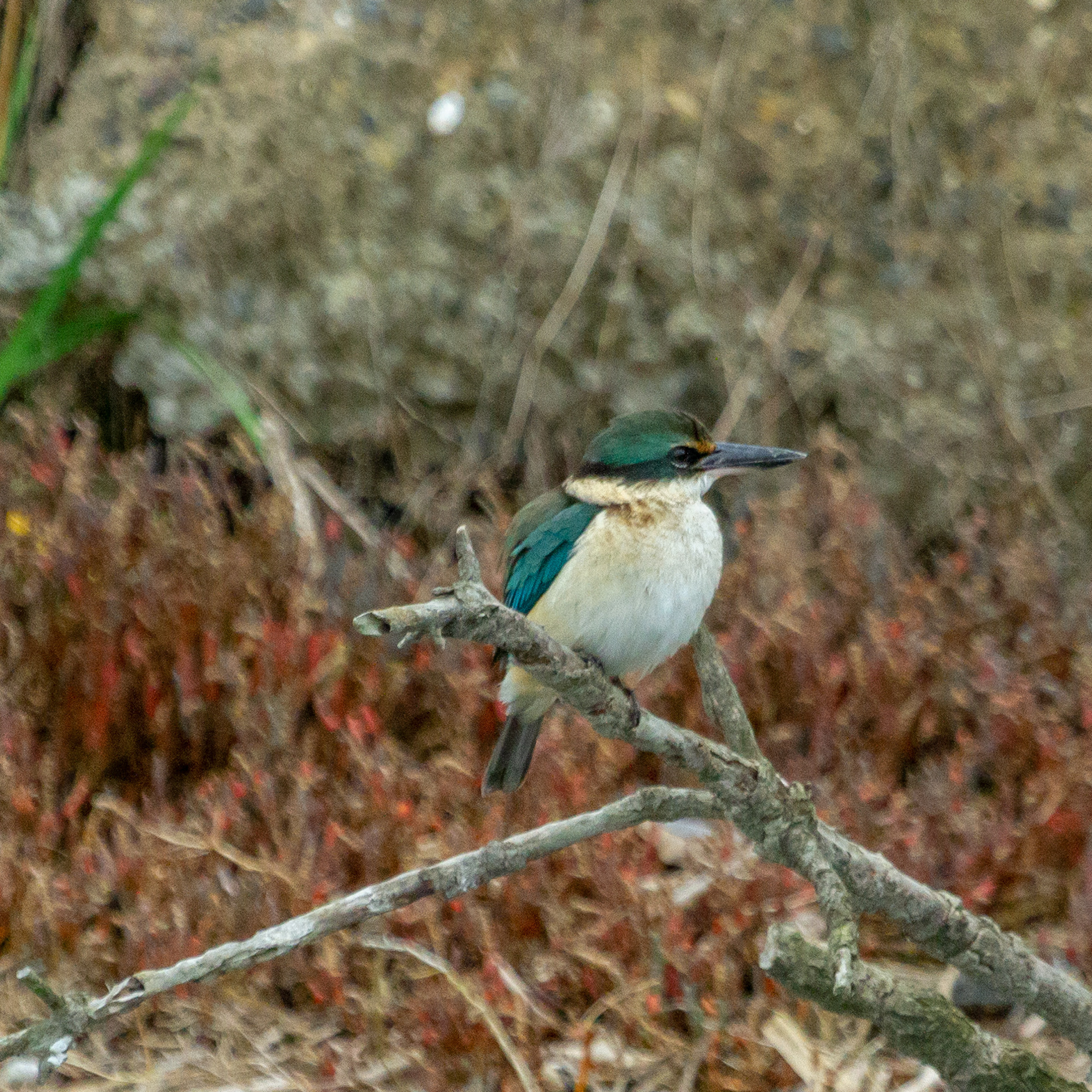 Sacred Kingfisher