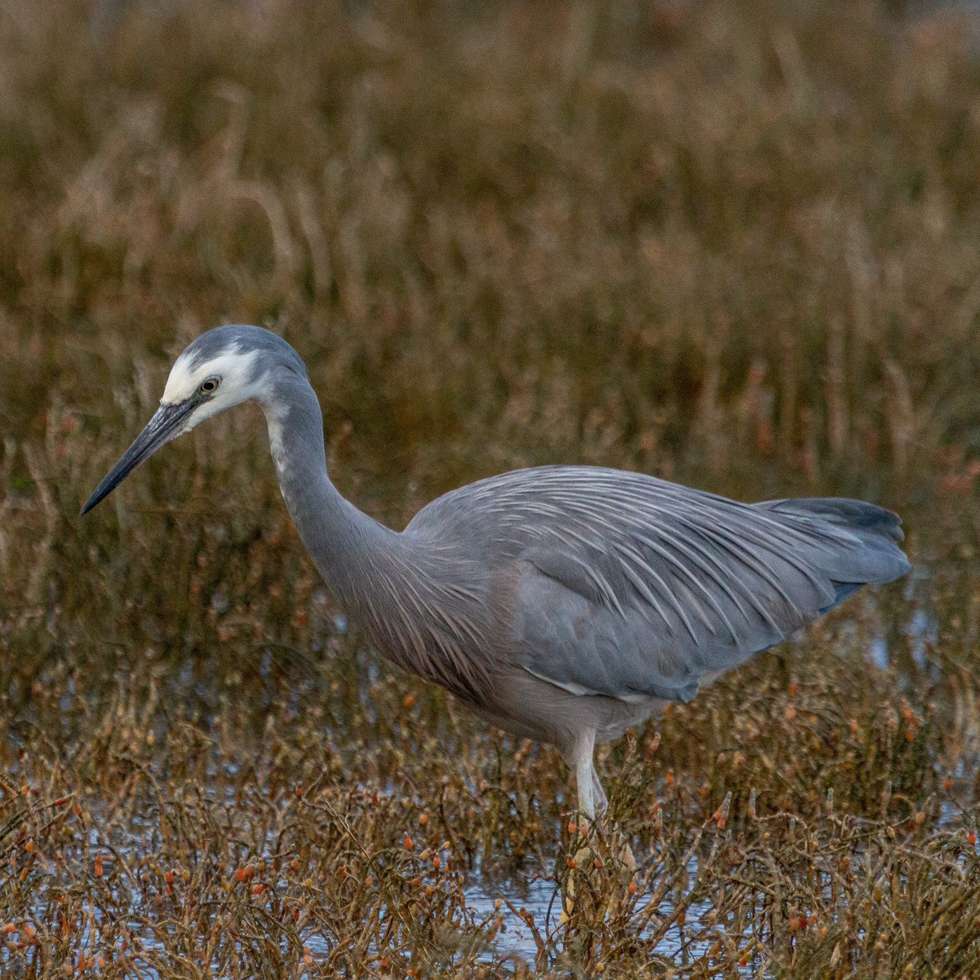 White-faced Heron