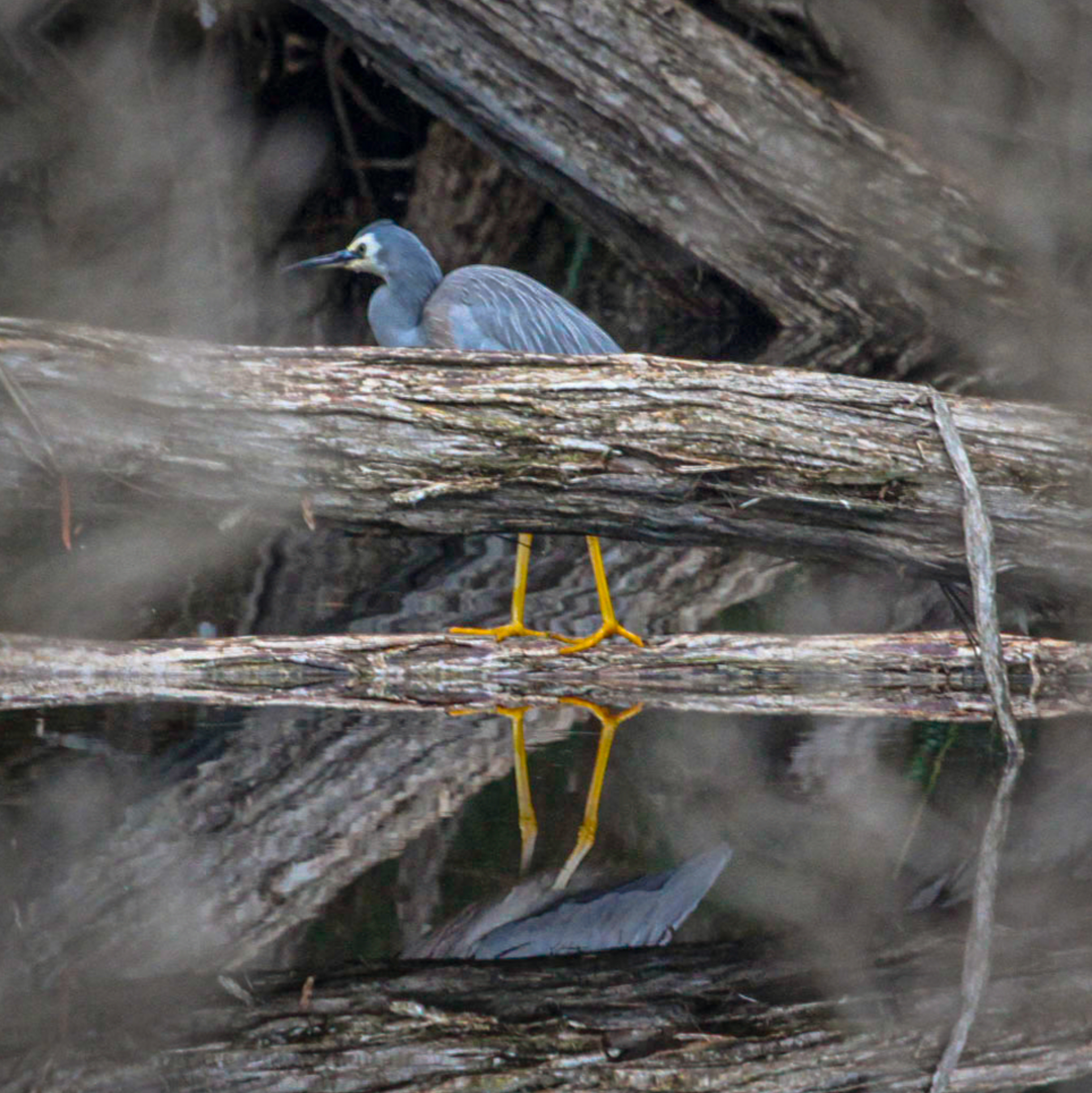 White-faced Heron