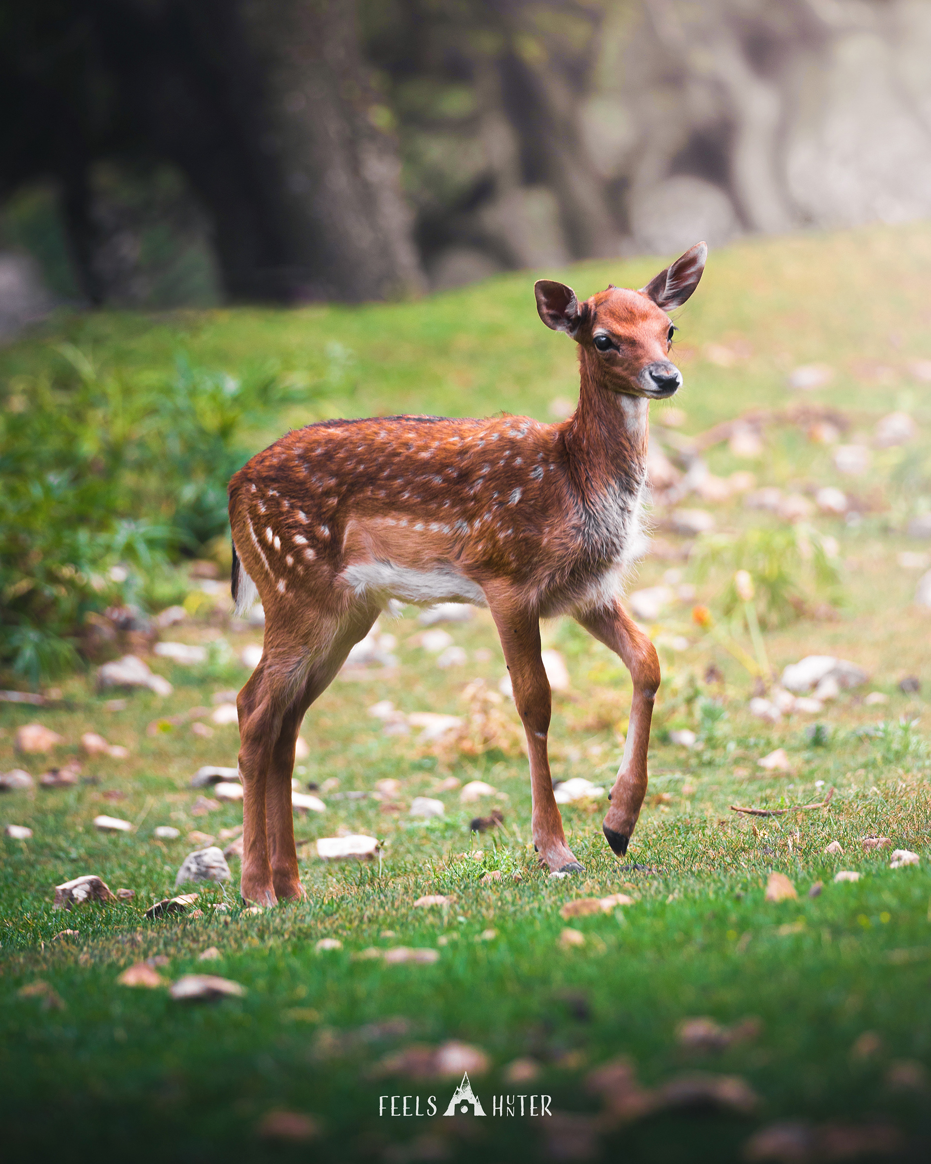Bambi - PNALM -